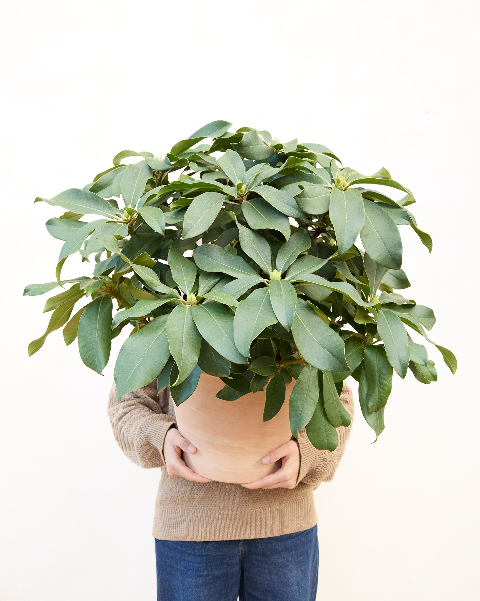 Rhododendron Suzon (boutons fermés) - La plante peut être livrée à différents stades de floraison