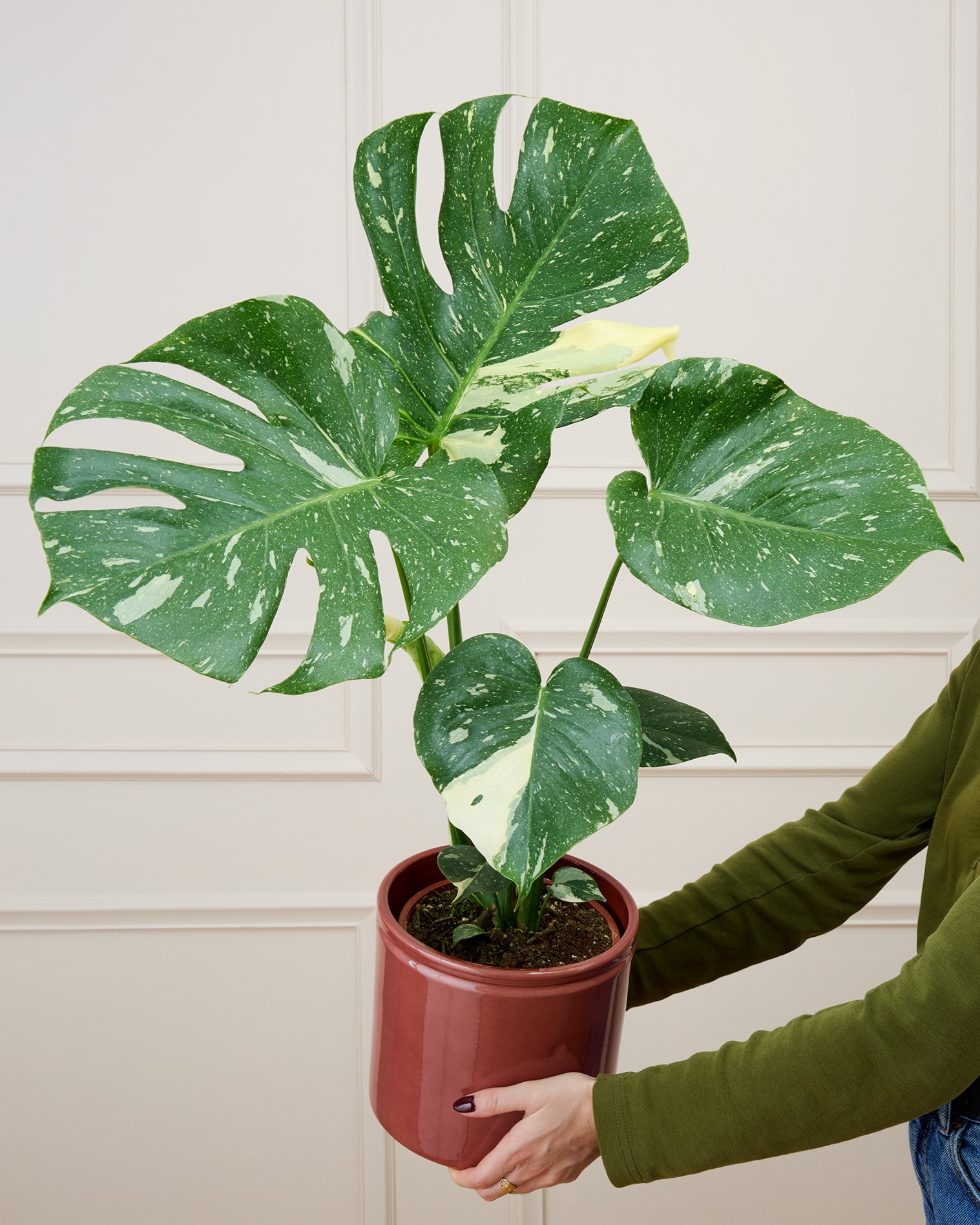 monstera
