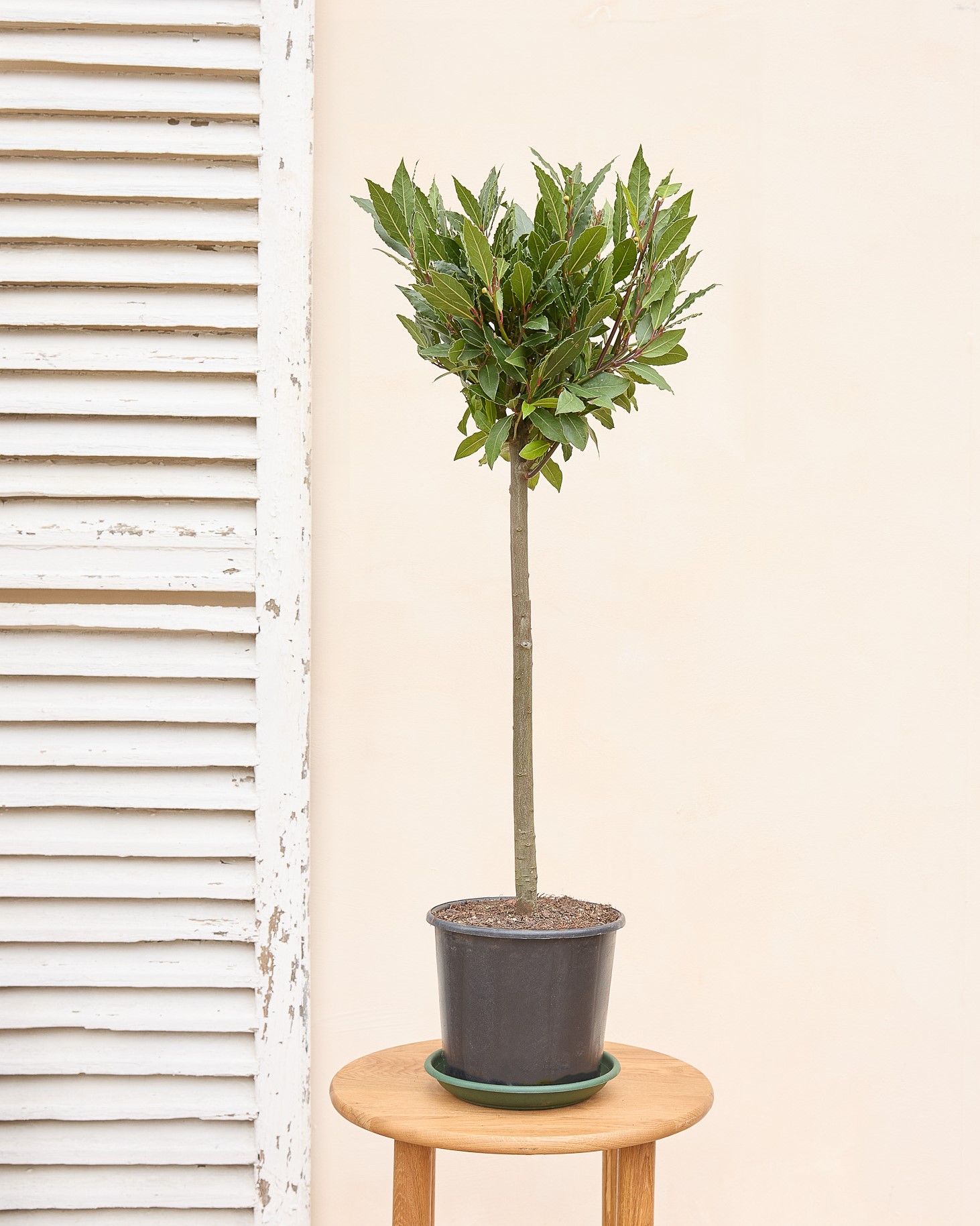 César et sa soucoupe - Laurier