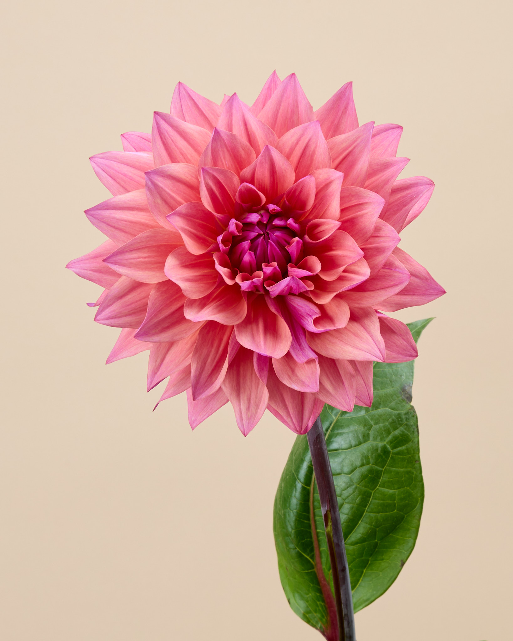 Dahlia