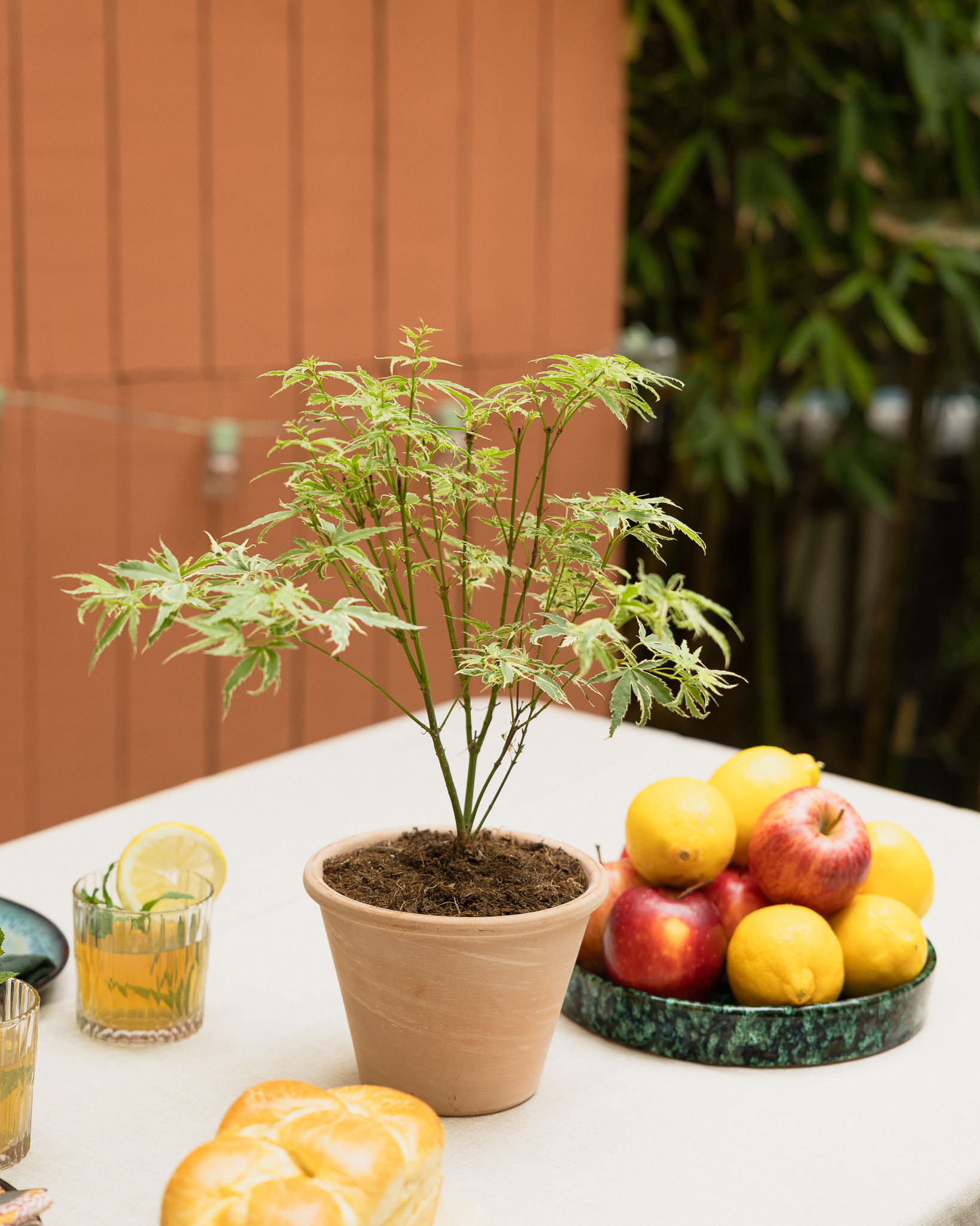 petit érable du japon en pot