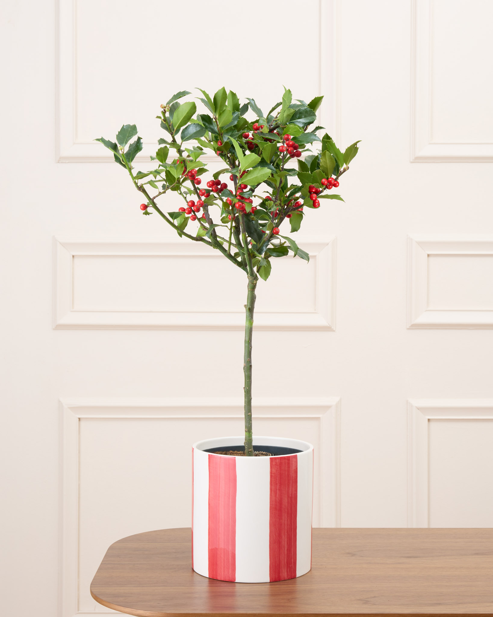 Honoré et son cache-pot rayé rouge - Houx