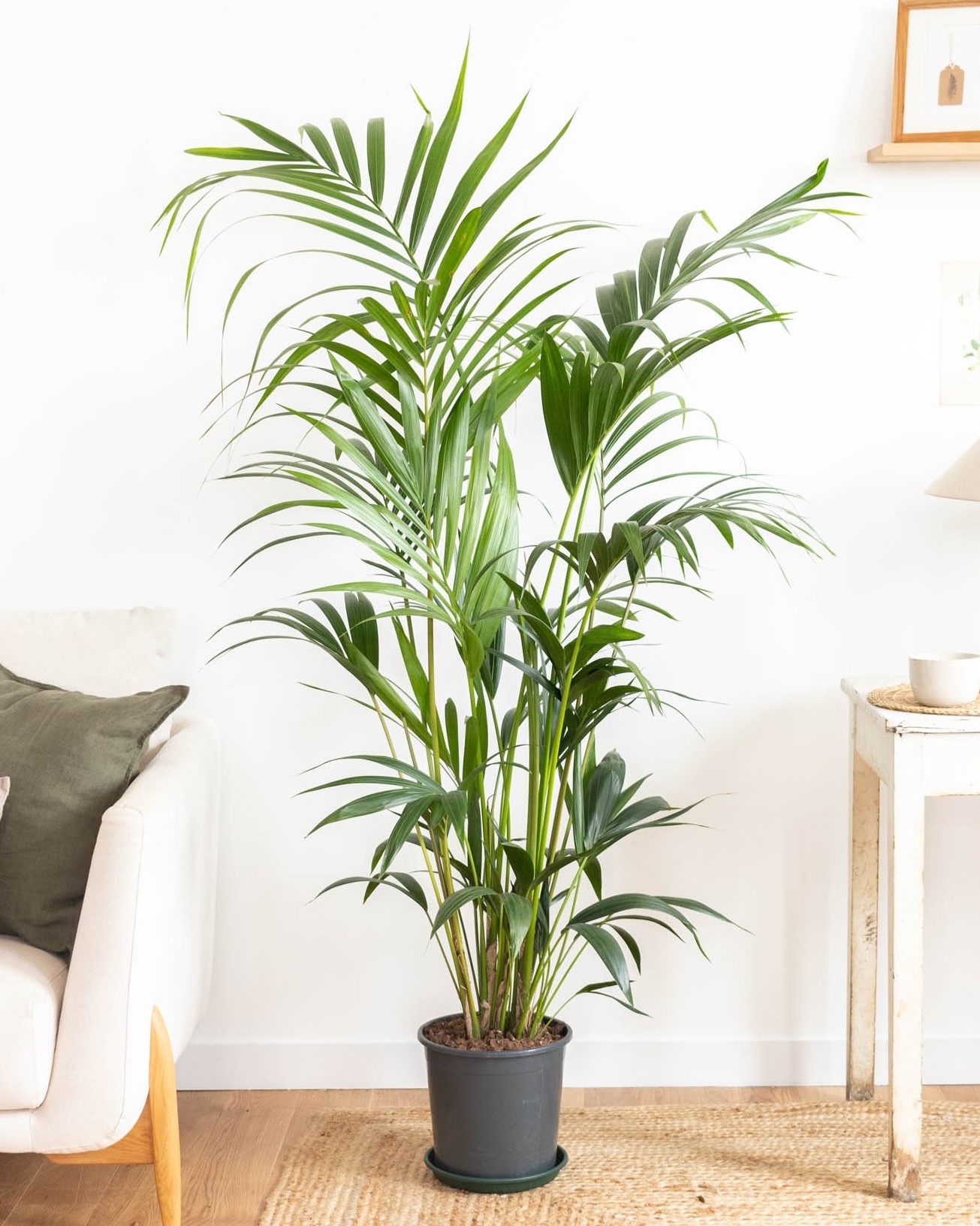 Marius et sa soucoupe - Kentia