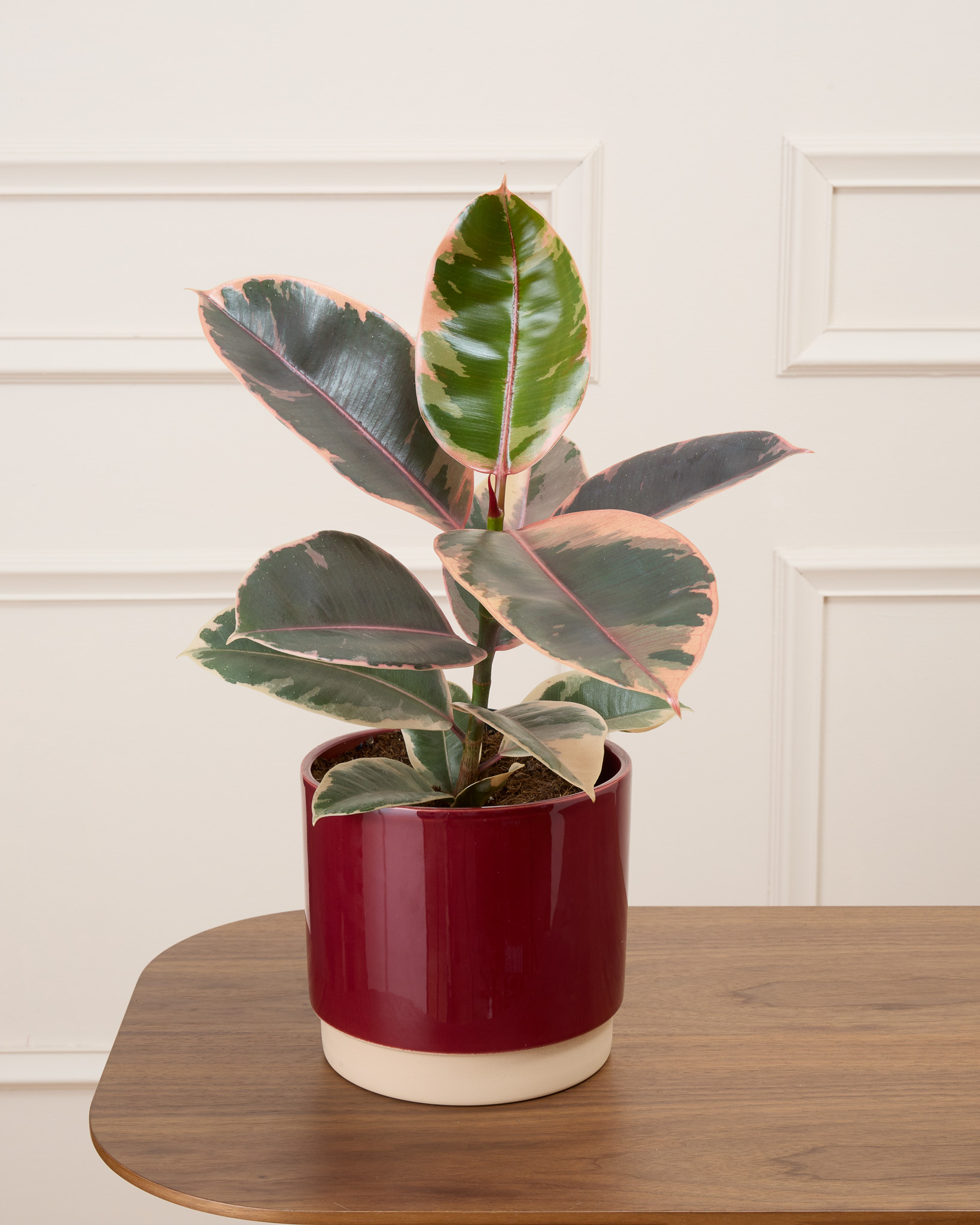 Philomène et son cache-pot bordeaux - Ficus Belize