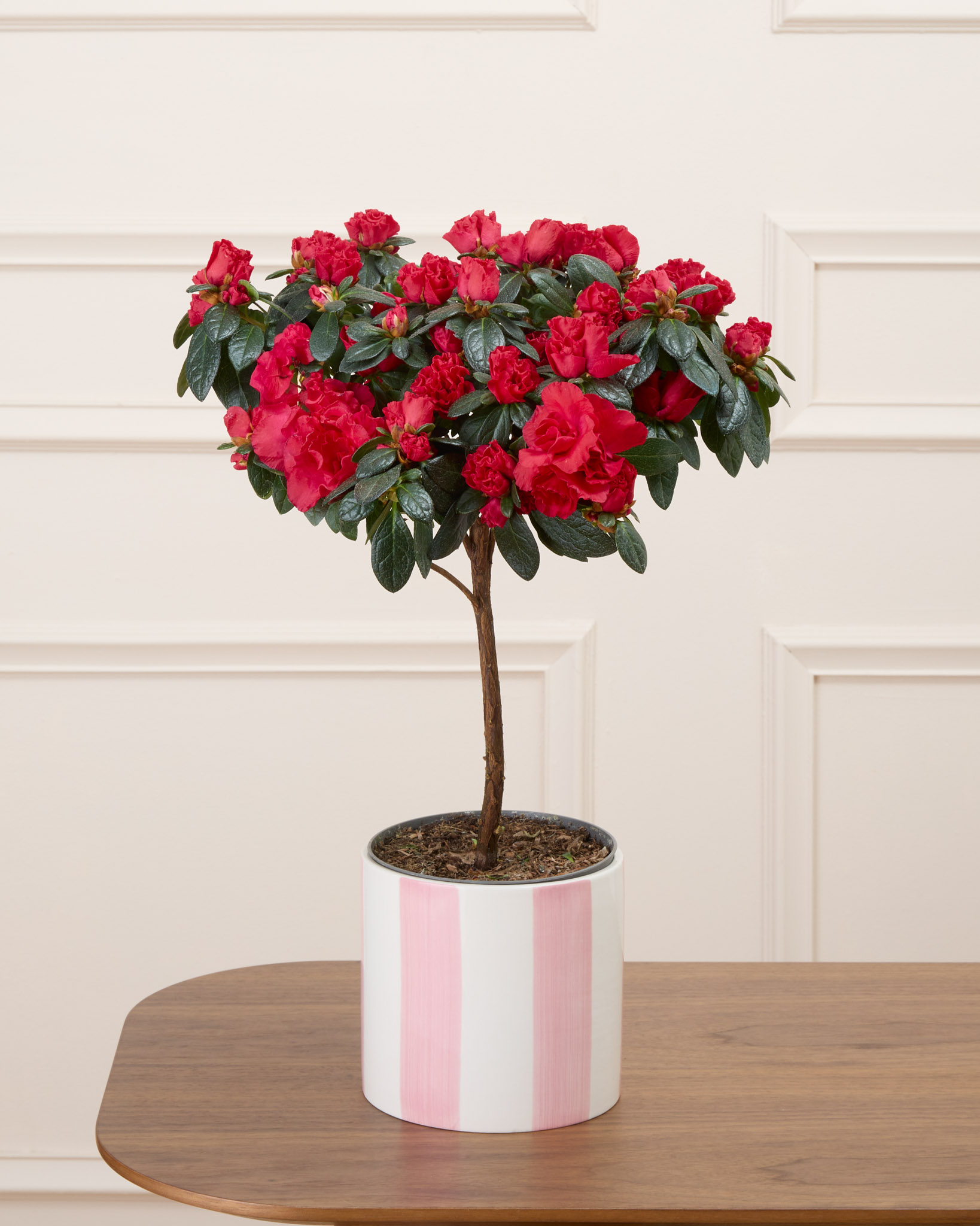 Désirée et son cache-pot rayé rose - Azalée rouge sur tige