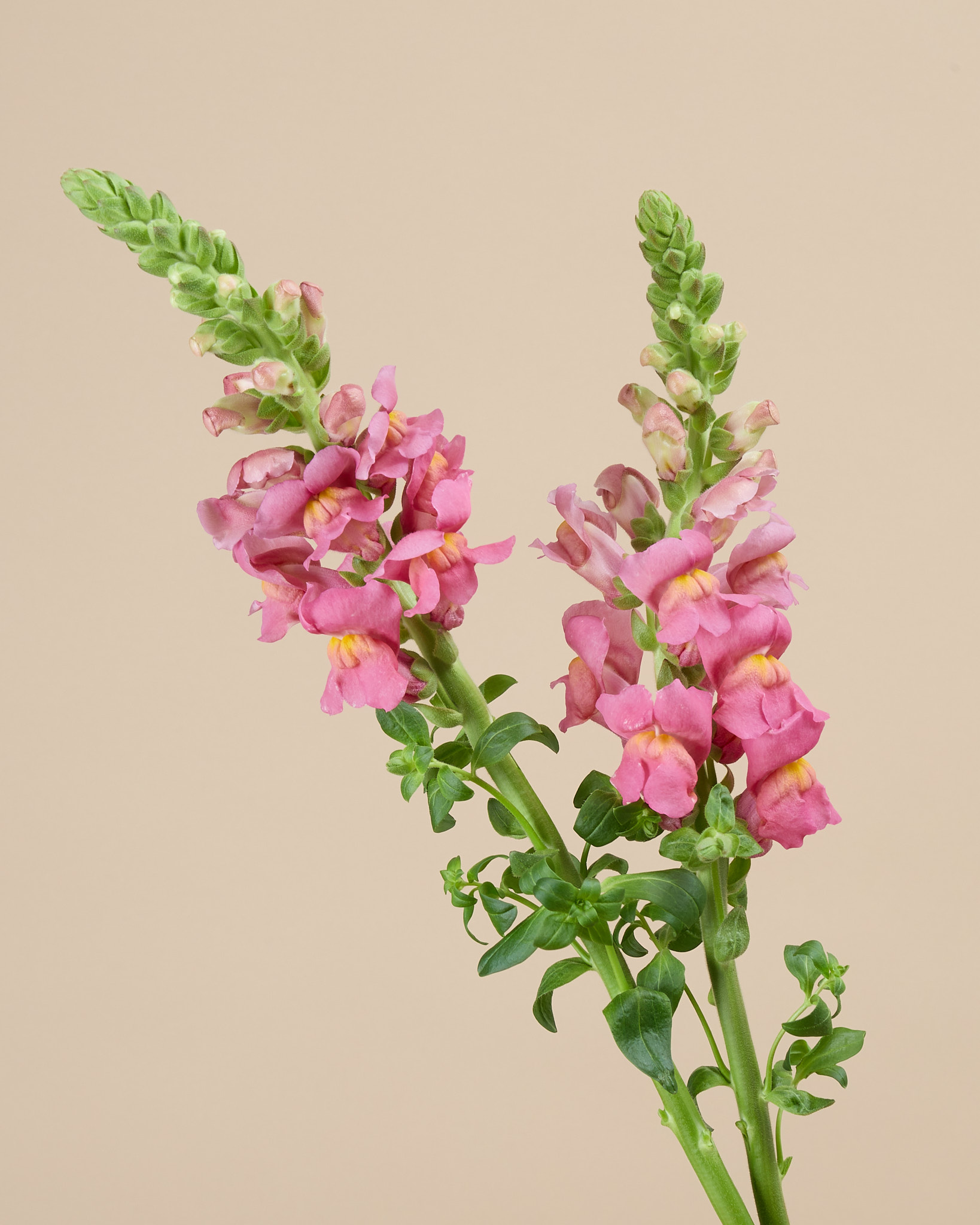 Anthirrhinum