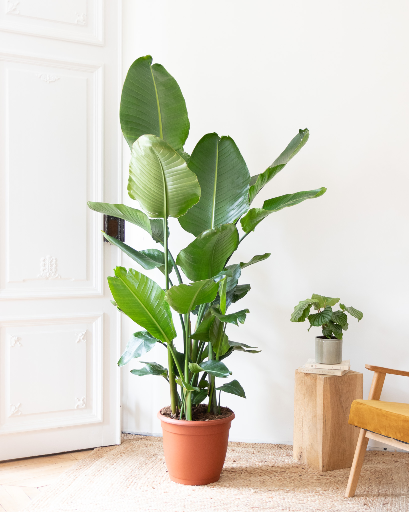 Stanislas L sans cache-pot - Strelitzia nicolai