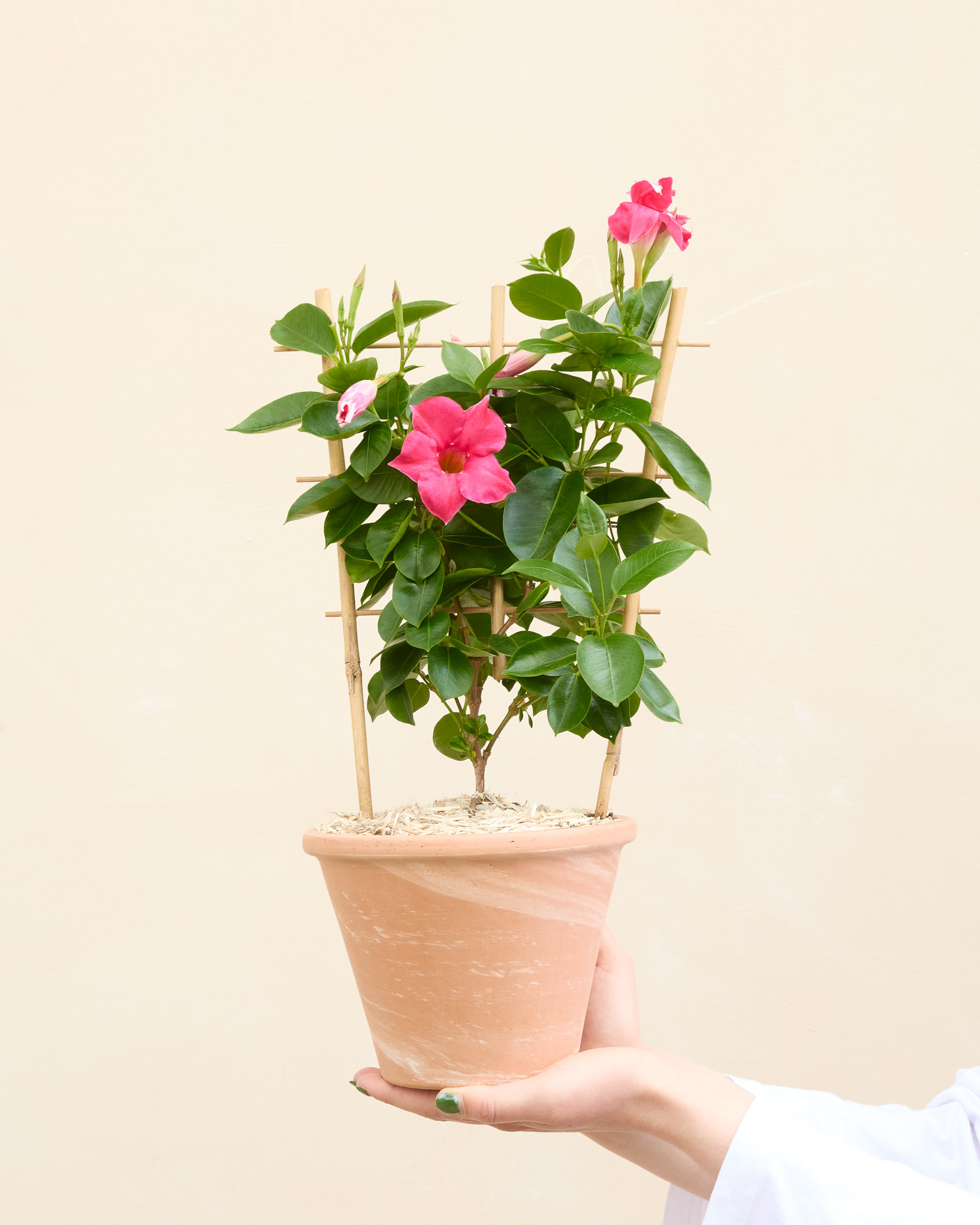 Dipladenia Delphine