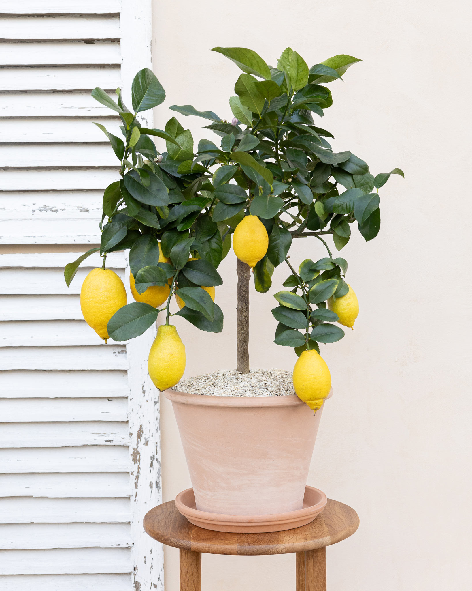 Silvio - Citronnier en pot terre cuite