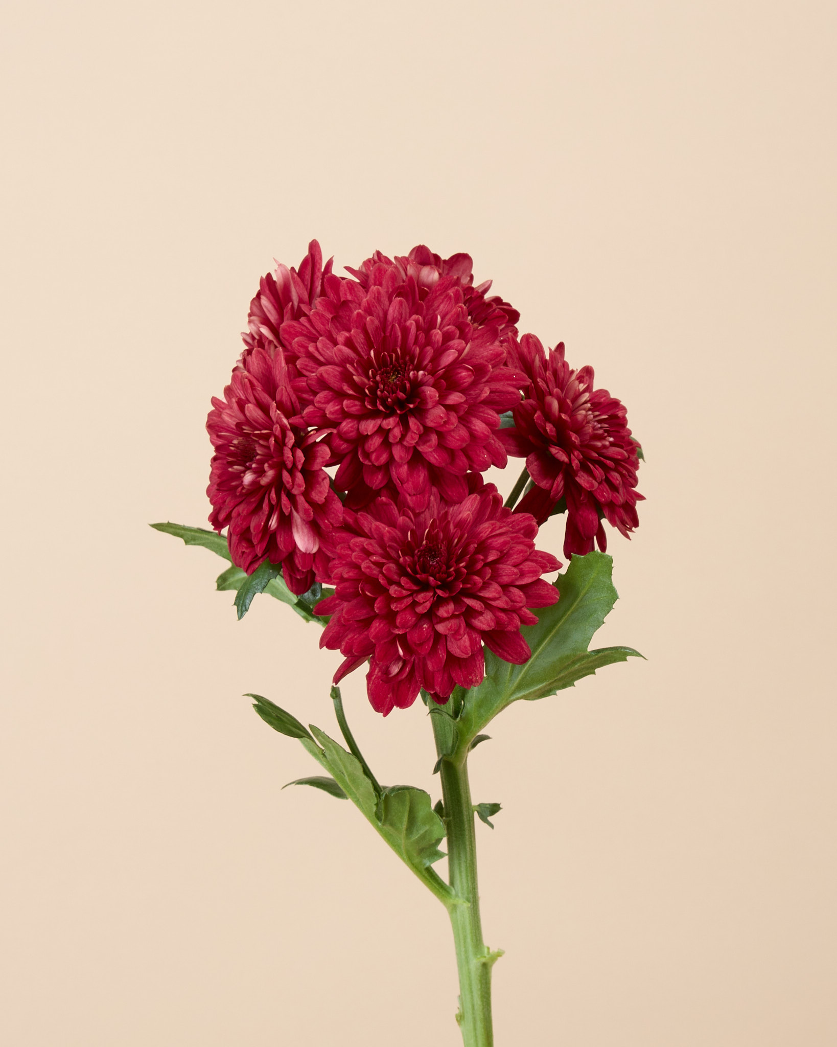 Chrysanthème