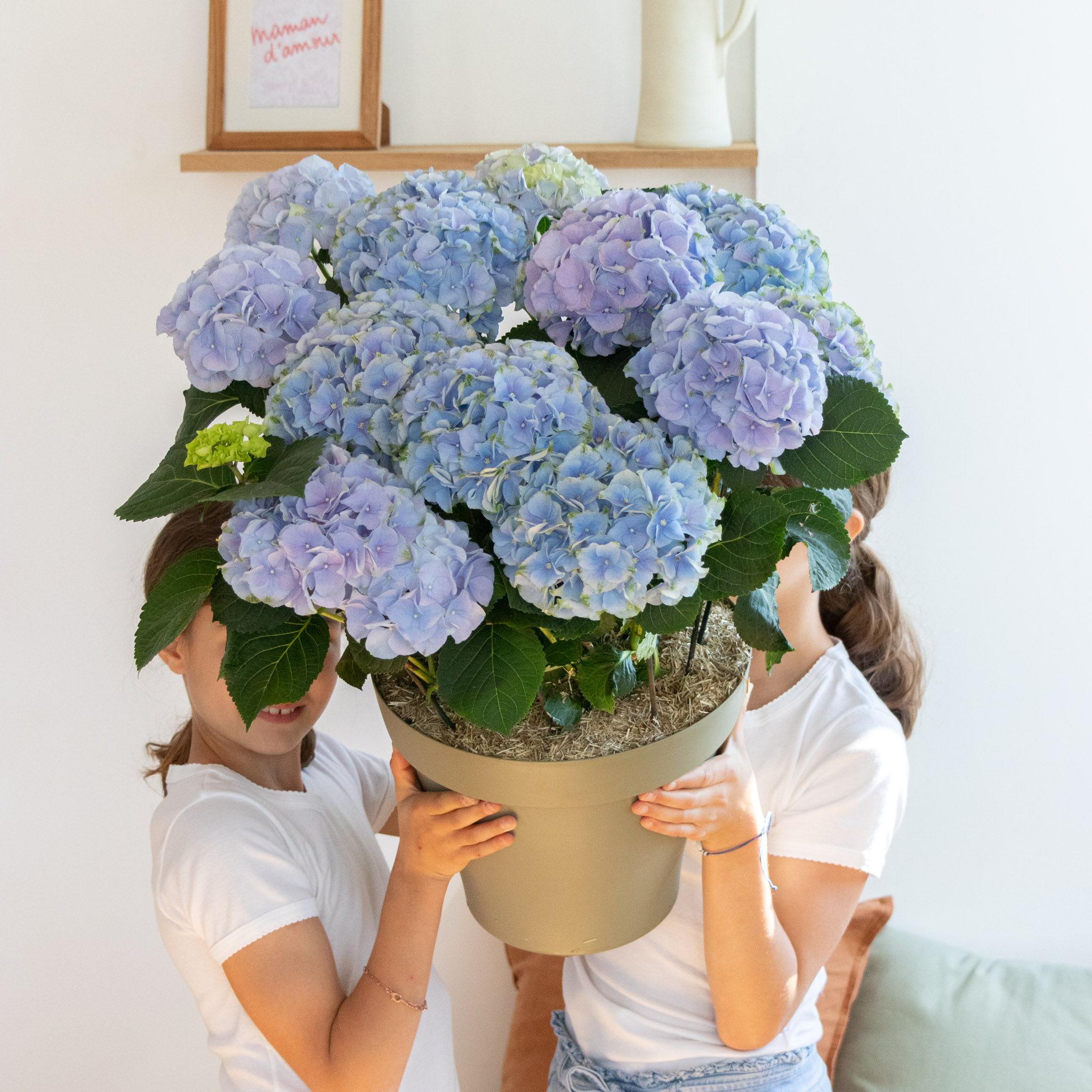 hortensia bleu