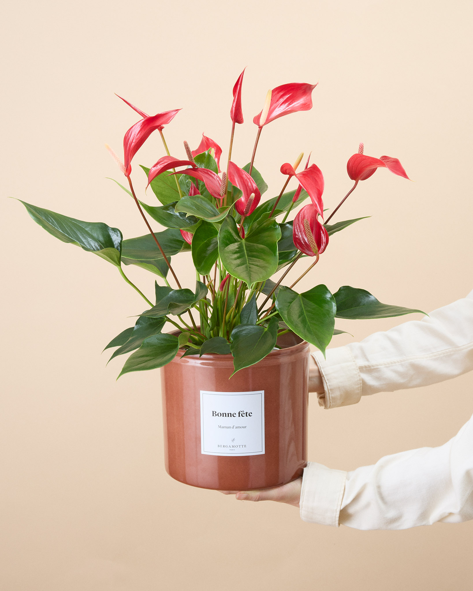 Anthurium Garance