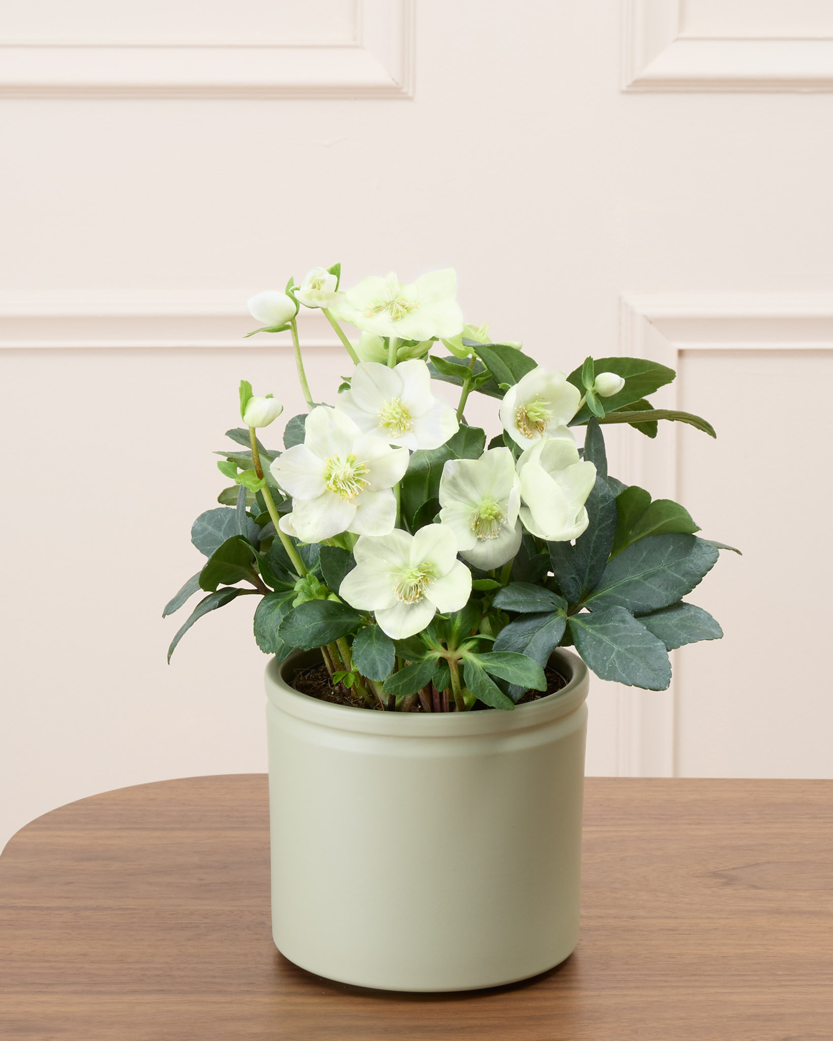 Hermine et son cache-pot vert - Hellébore