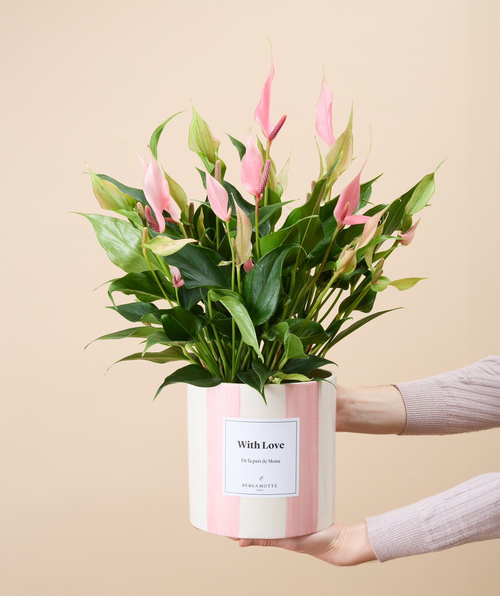 Alicia - Anthurium 