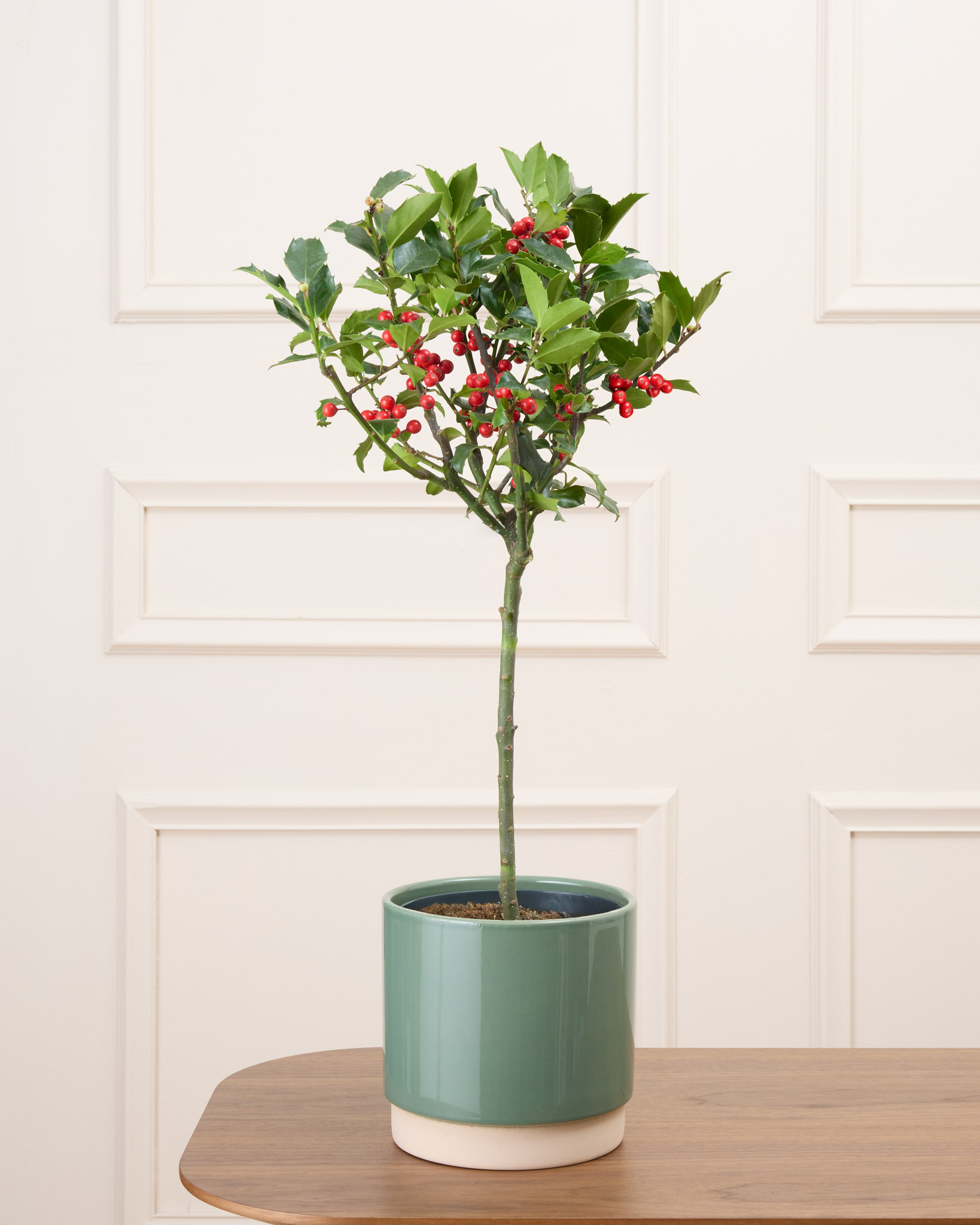 Honoré et son cache-pot vert - Houx