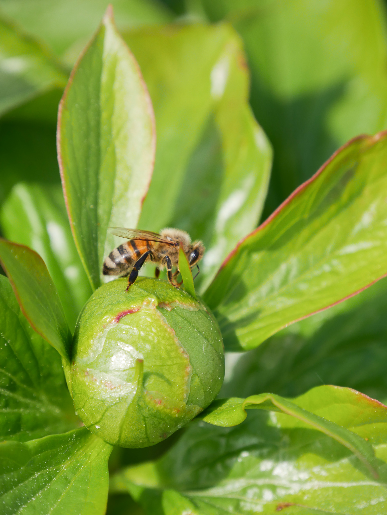 “ À table les abeilles” : au menu, des plantes à fleurs mellifères. 