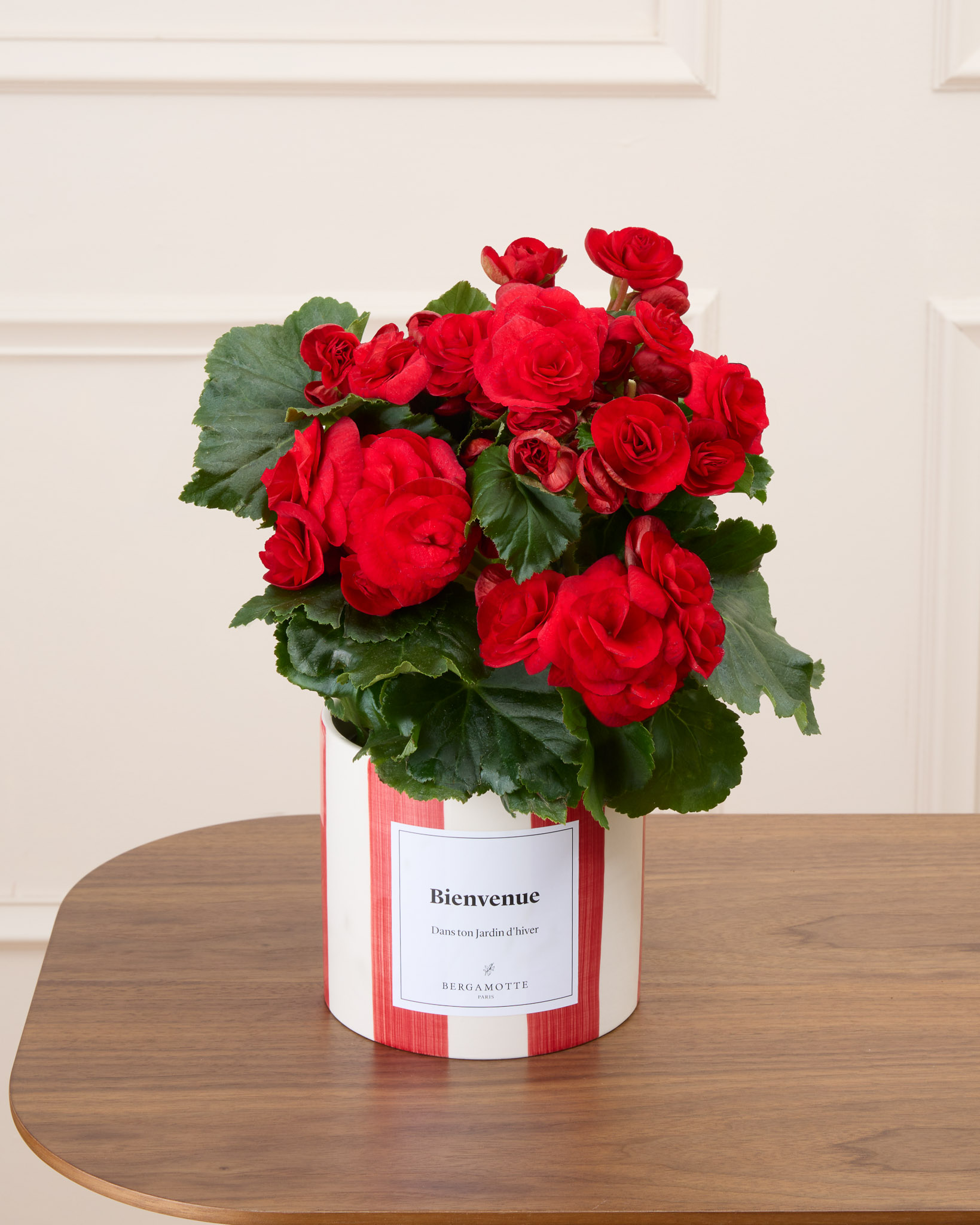 Mona et son cache-pot rayé rouge personnalisé - Bégonia