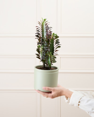 Euphorbia trigona 'Rubra' - Livraison plantes - Plantes vertes Bergamotte