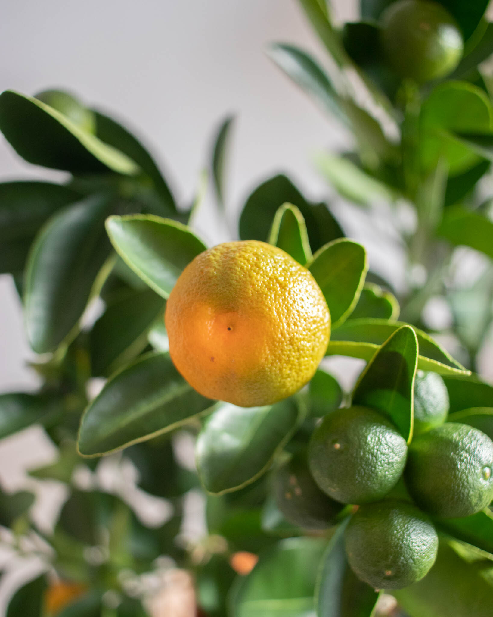 Zoom sur Carlos - Calamondin (Selon la saison, la plante peut être livrée avec des fruits verts ou orange. De même, chaque plante est unique : sa forme, sa hauteur, le nombre de fleurs ou de fruits peuvent varier.)