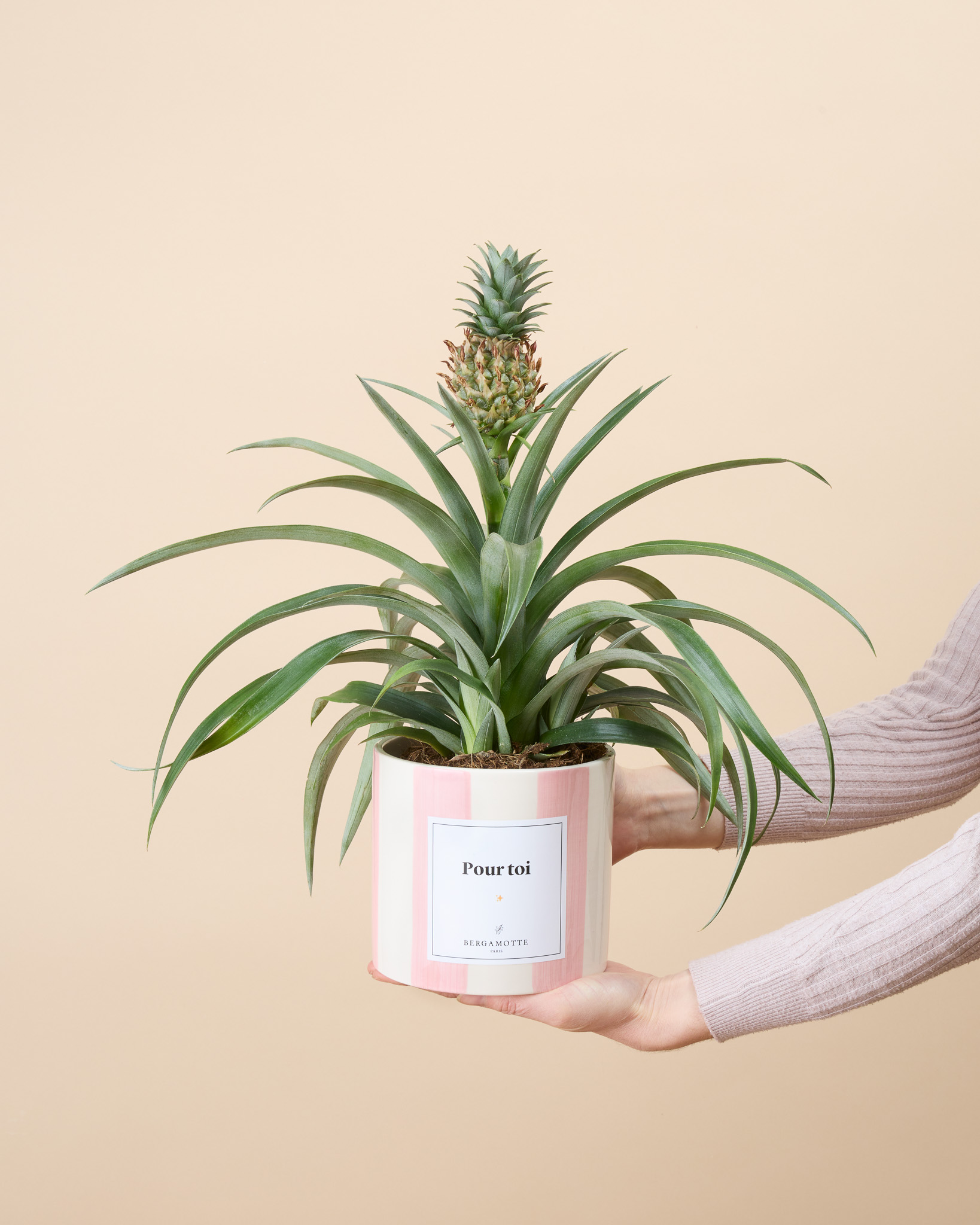 Ananas Anne (cache-pot non vendu)