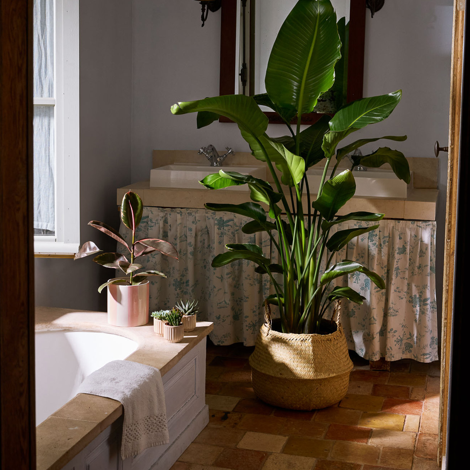 Plantes