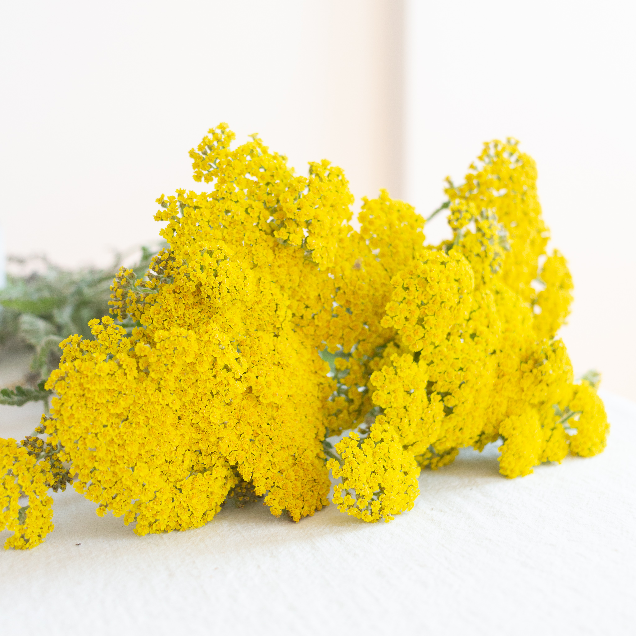 signification-fleurs