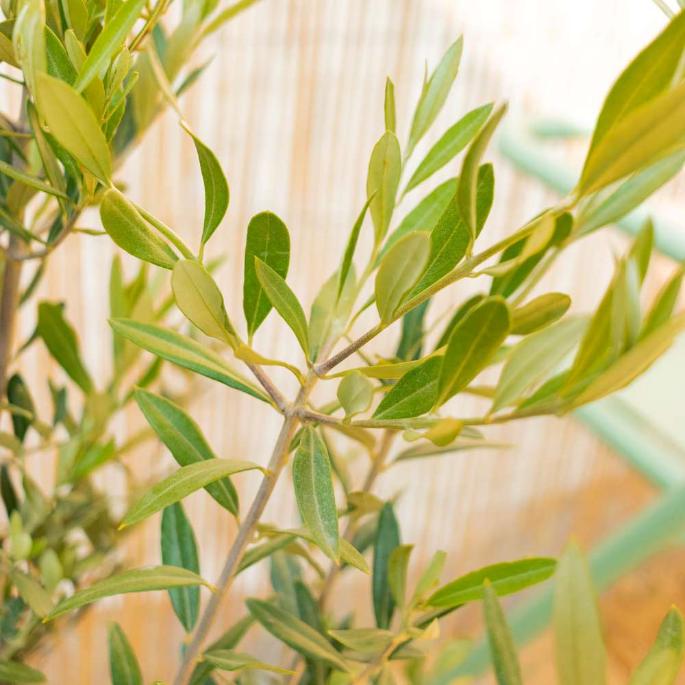 Comment tailler l’olivier ?