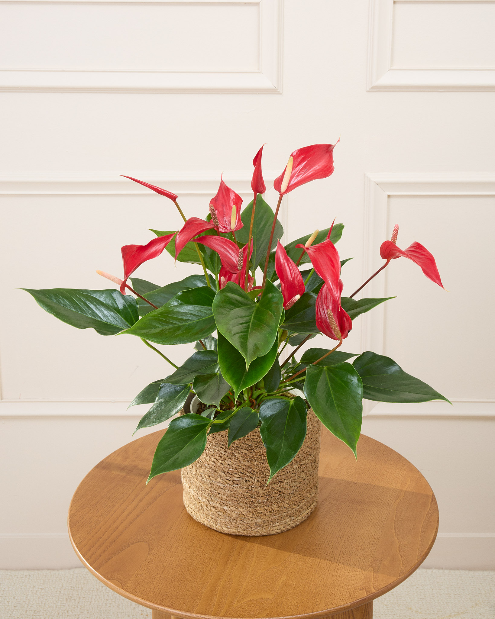 Garance et son cache-pot naturel - Anthurium