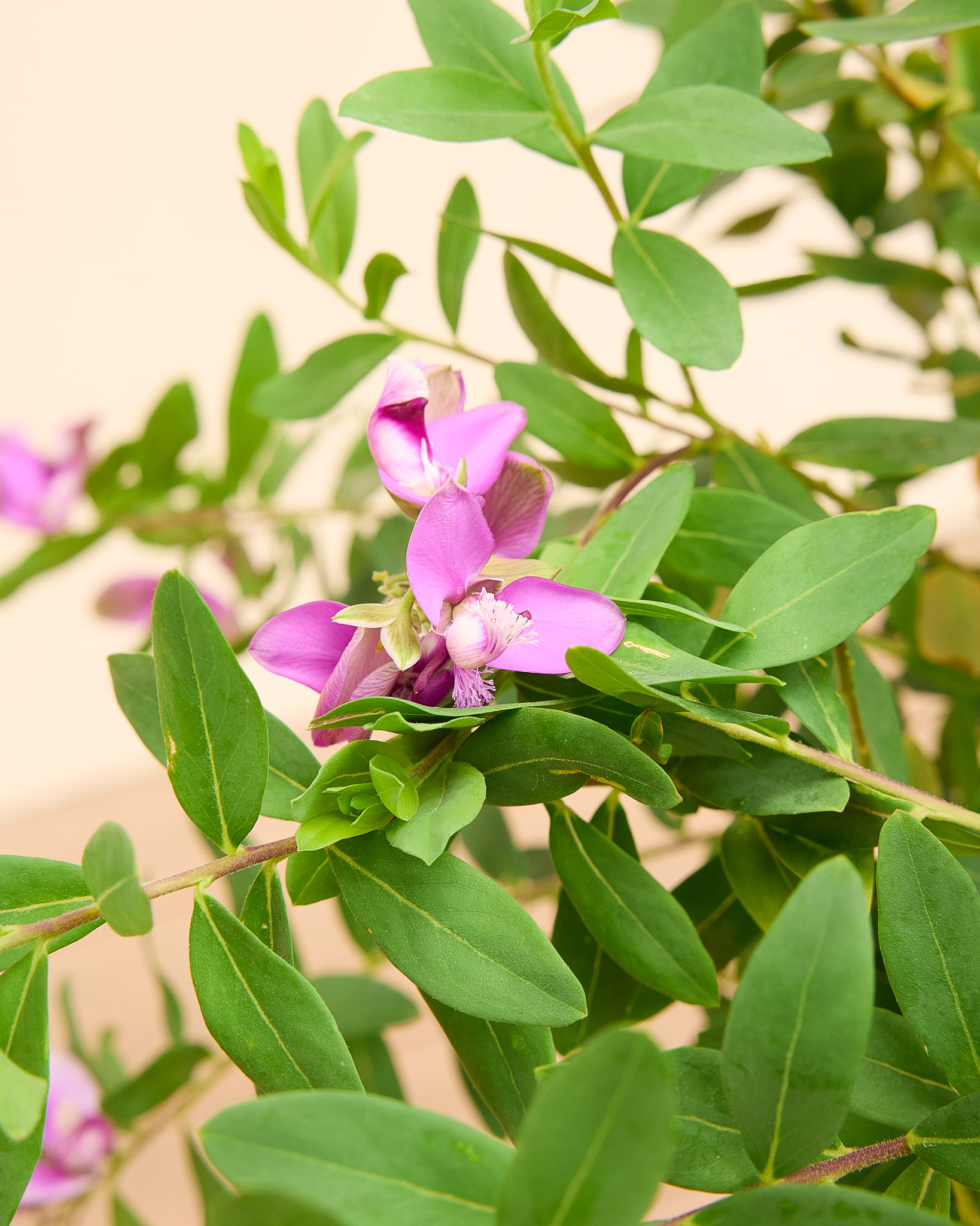 Zoom sur Paolina - Polygala