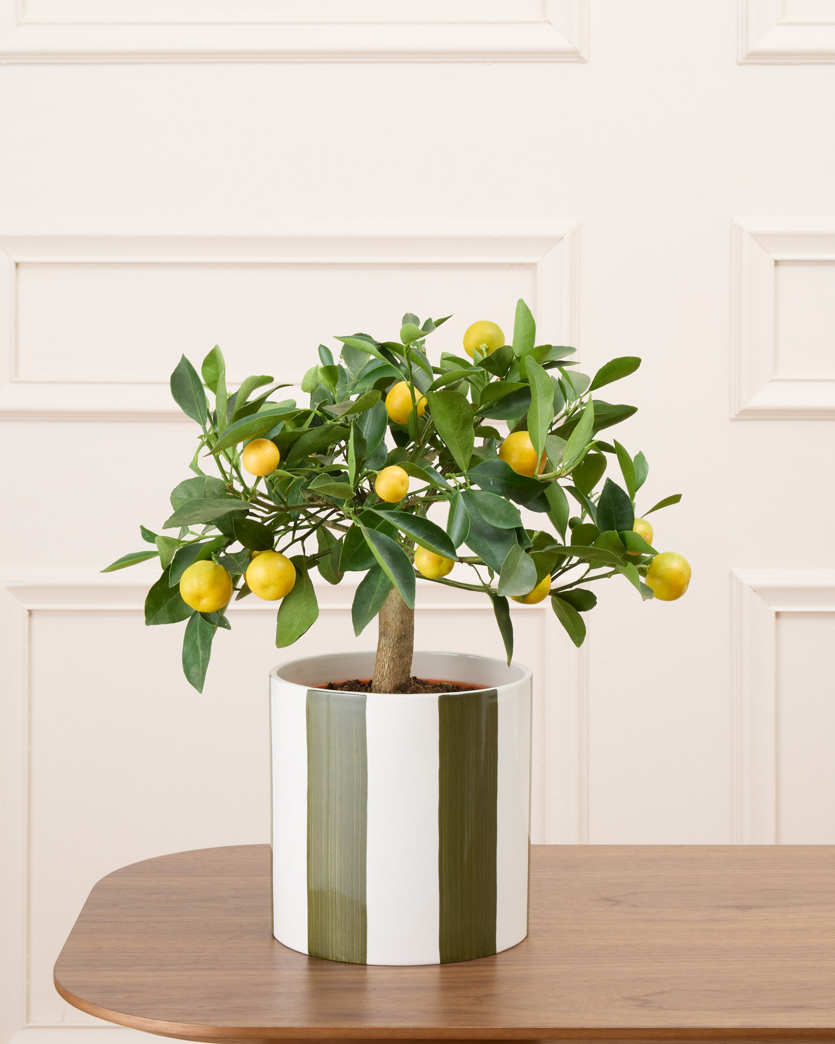 Carlos et son cache-pot - Calamondin