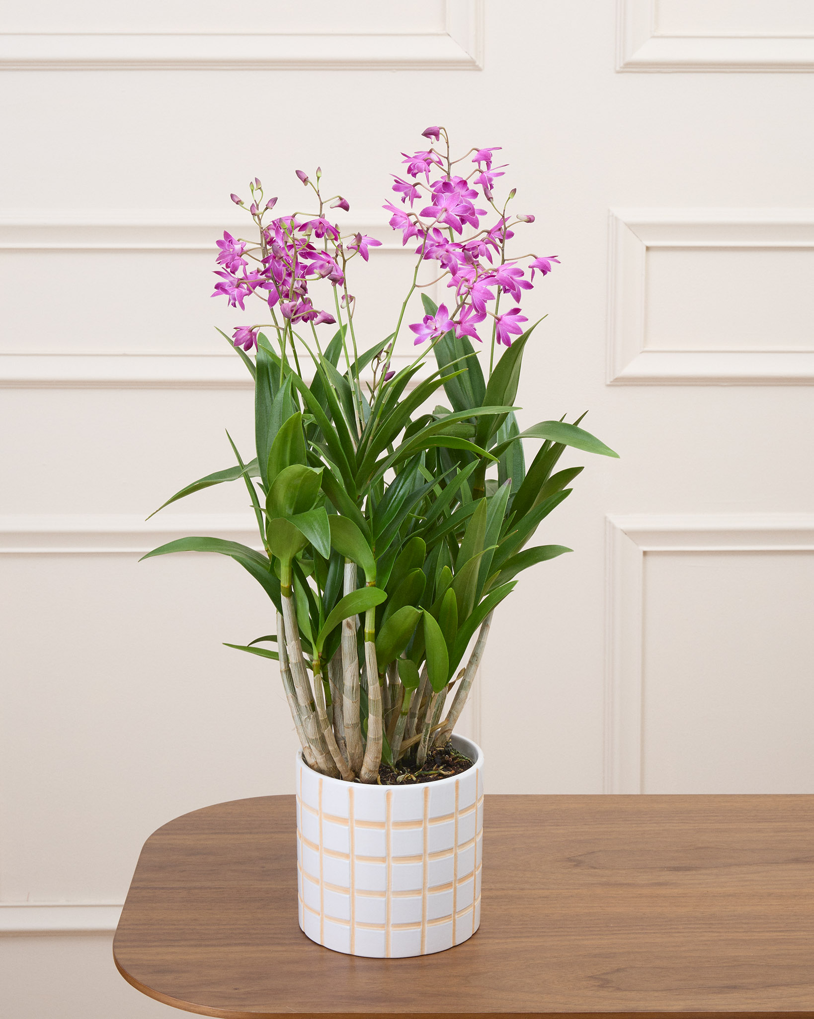 Orphée et son cache-pot quadrillé - Orchidée