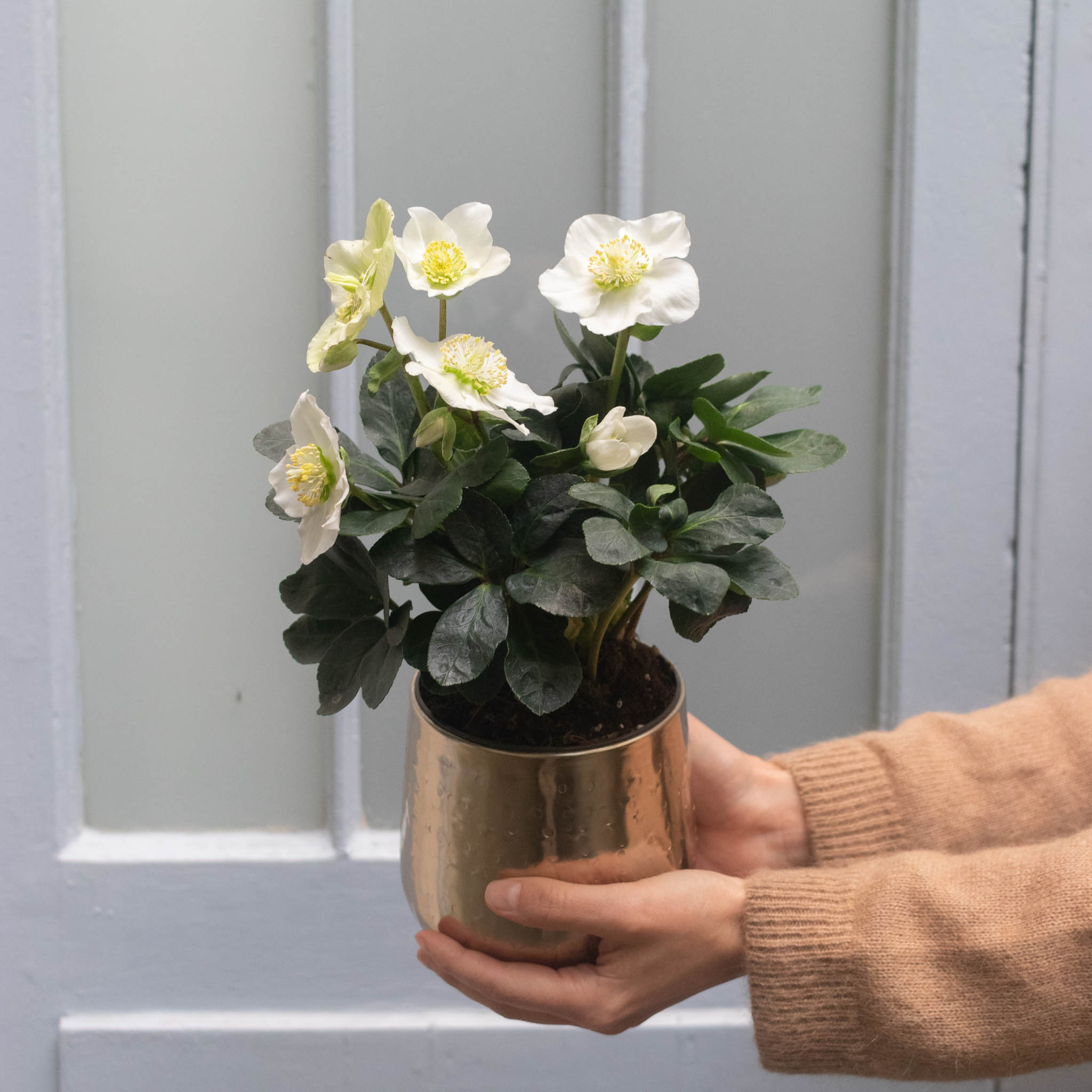 Rose de noël (Hellébore) Nos conseils d’entretien