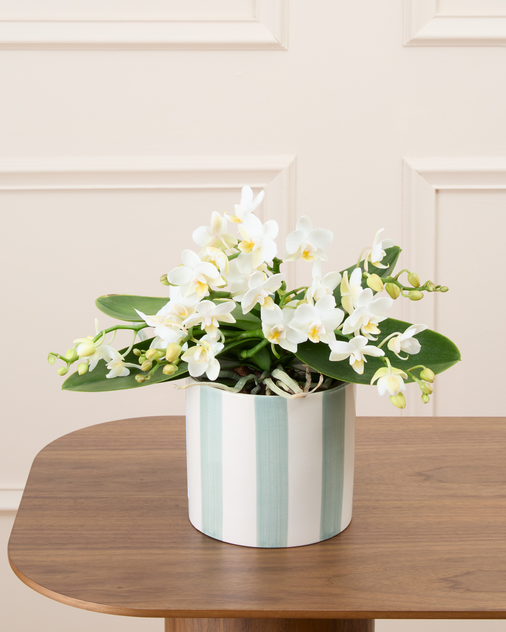 Bianca et son cache-pot rayé vert - Phalaenopsis blanc