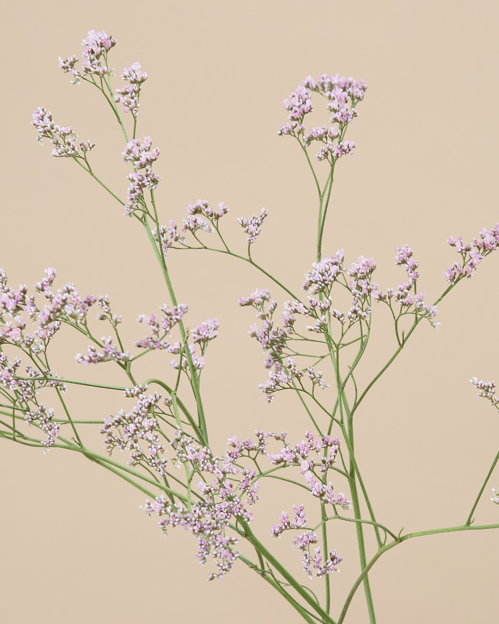 Limonium