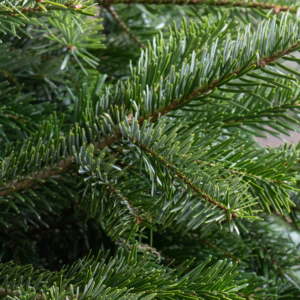 Zoom sur Gaspard - Grand sapin de Noël