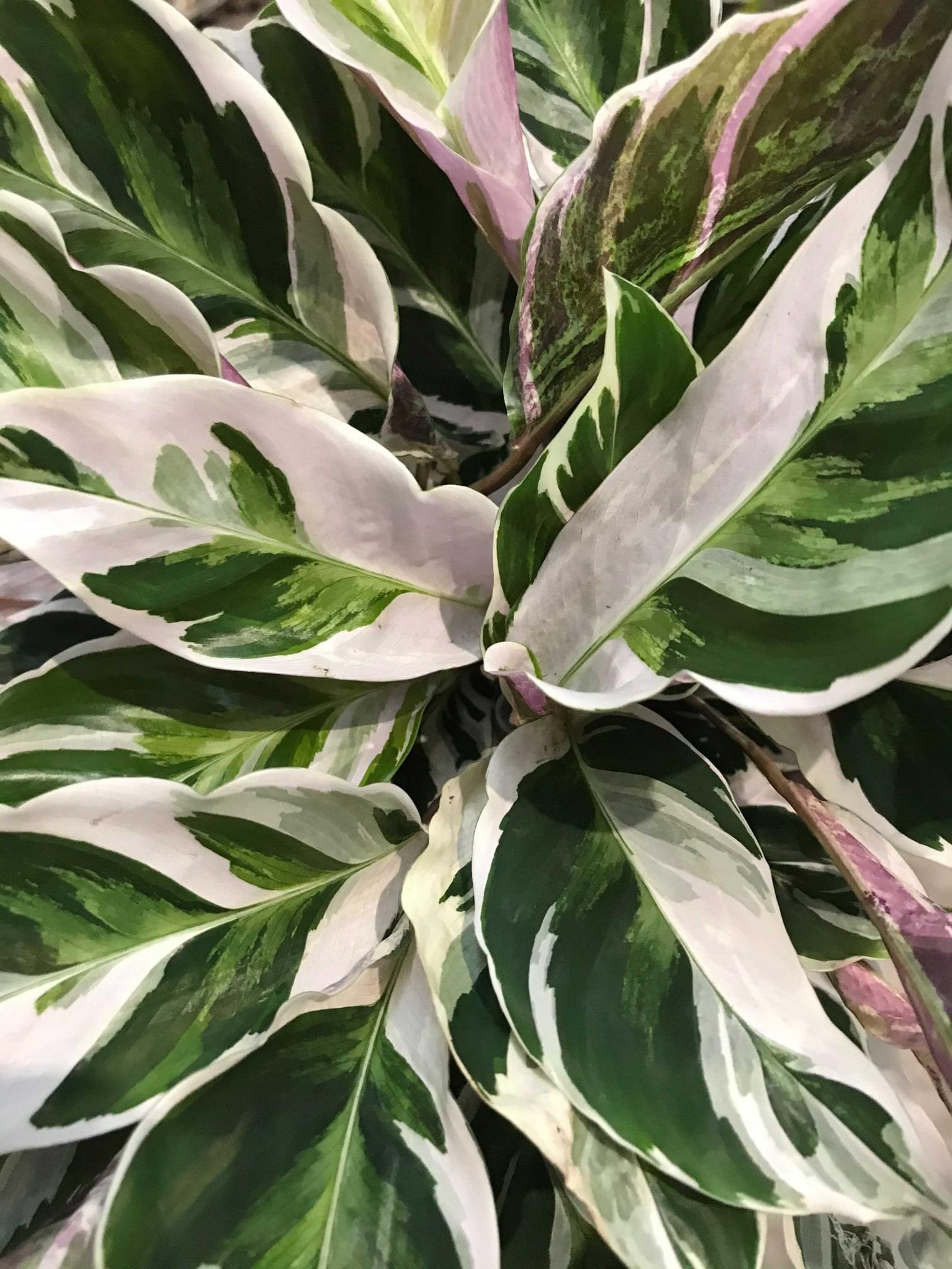 Pop Up St Gallen 10 06 2021 Zimmerpflanzen In Der Schweiz Kaufen Bergamotte