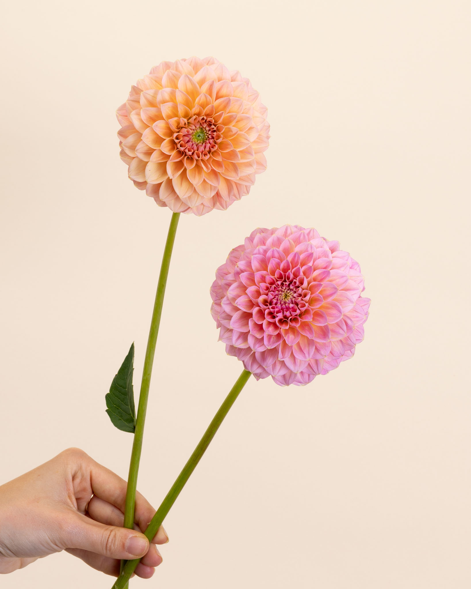 Dahlia