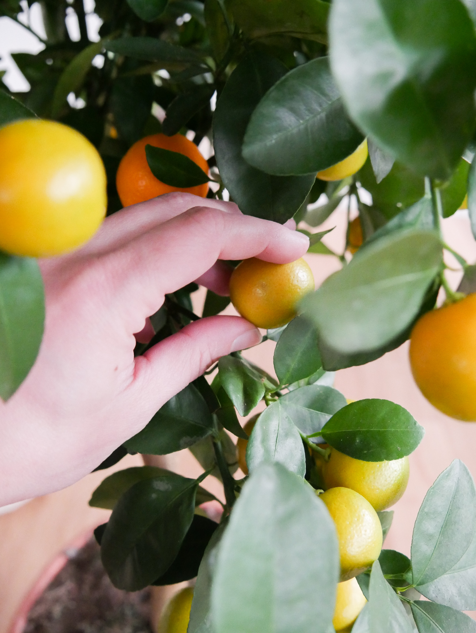Calamondin nos astuces d