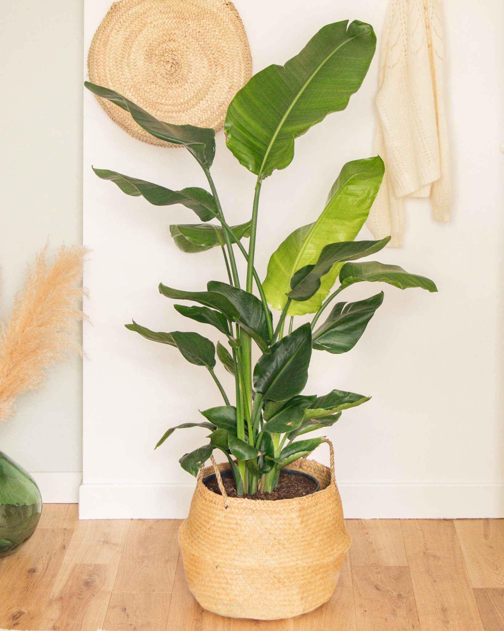 Strelitzia - Oiseau du Paradis