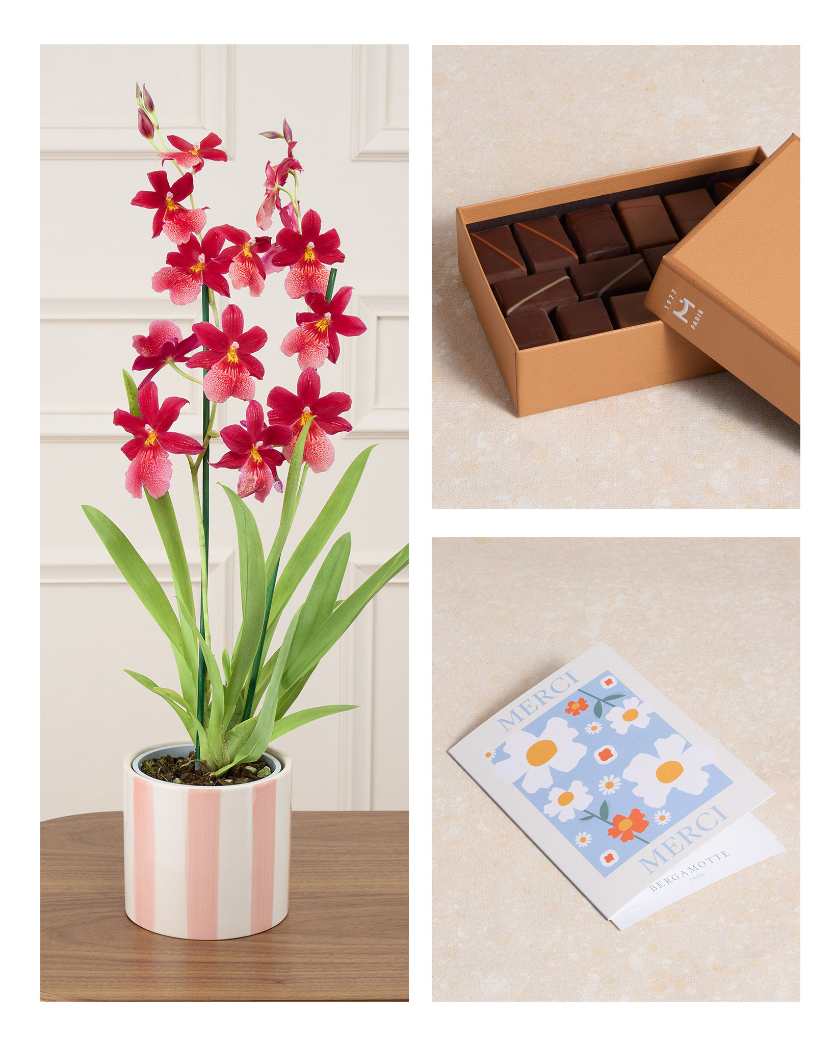 Offre remerciement plante - Orchidée