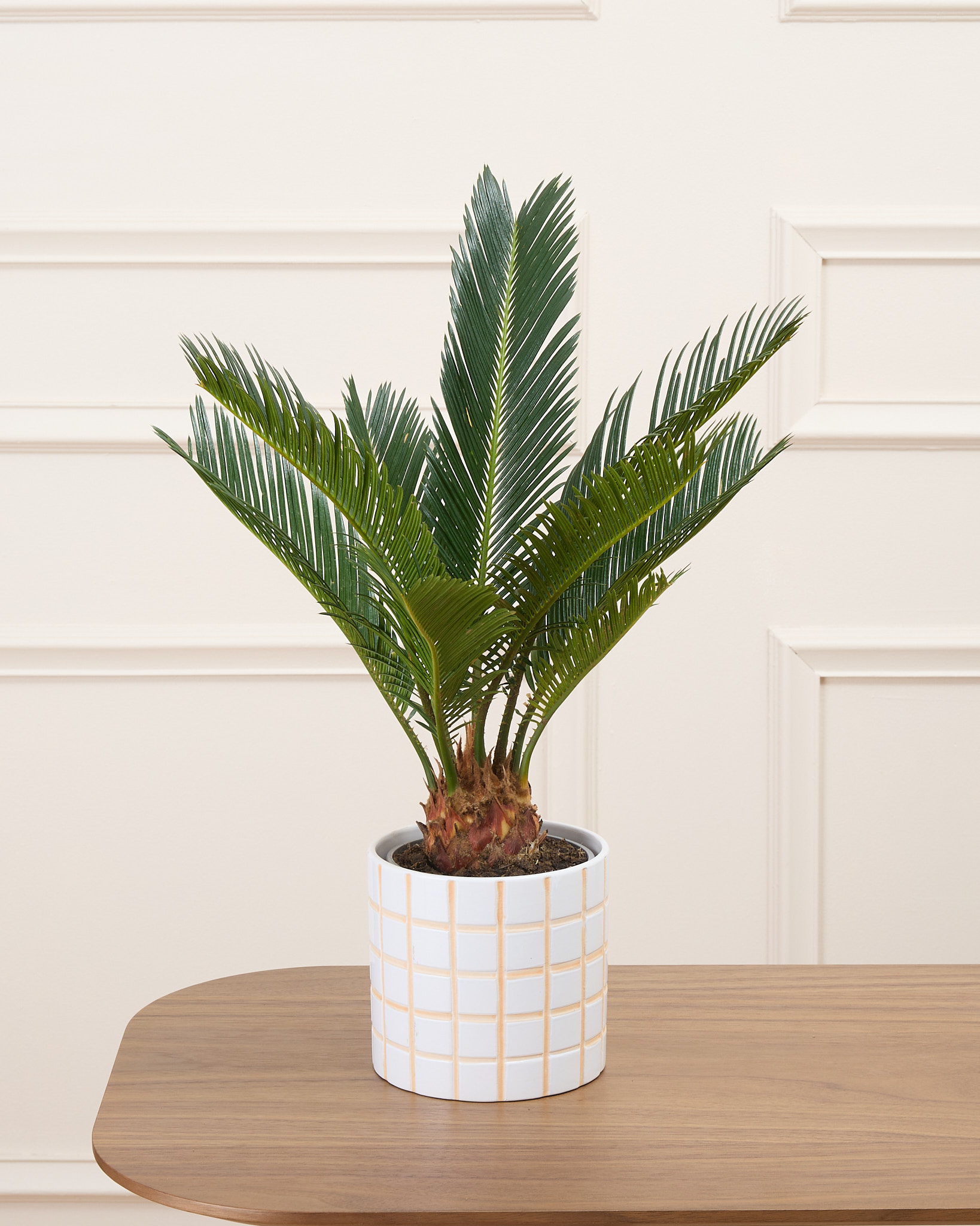 Rita et son cache-pot quadrillé - Cycas