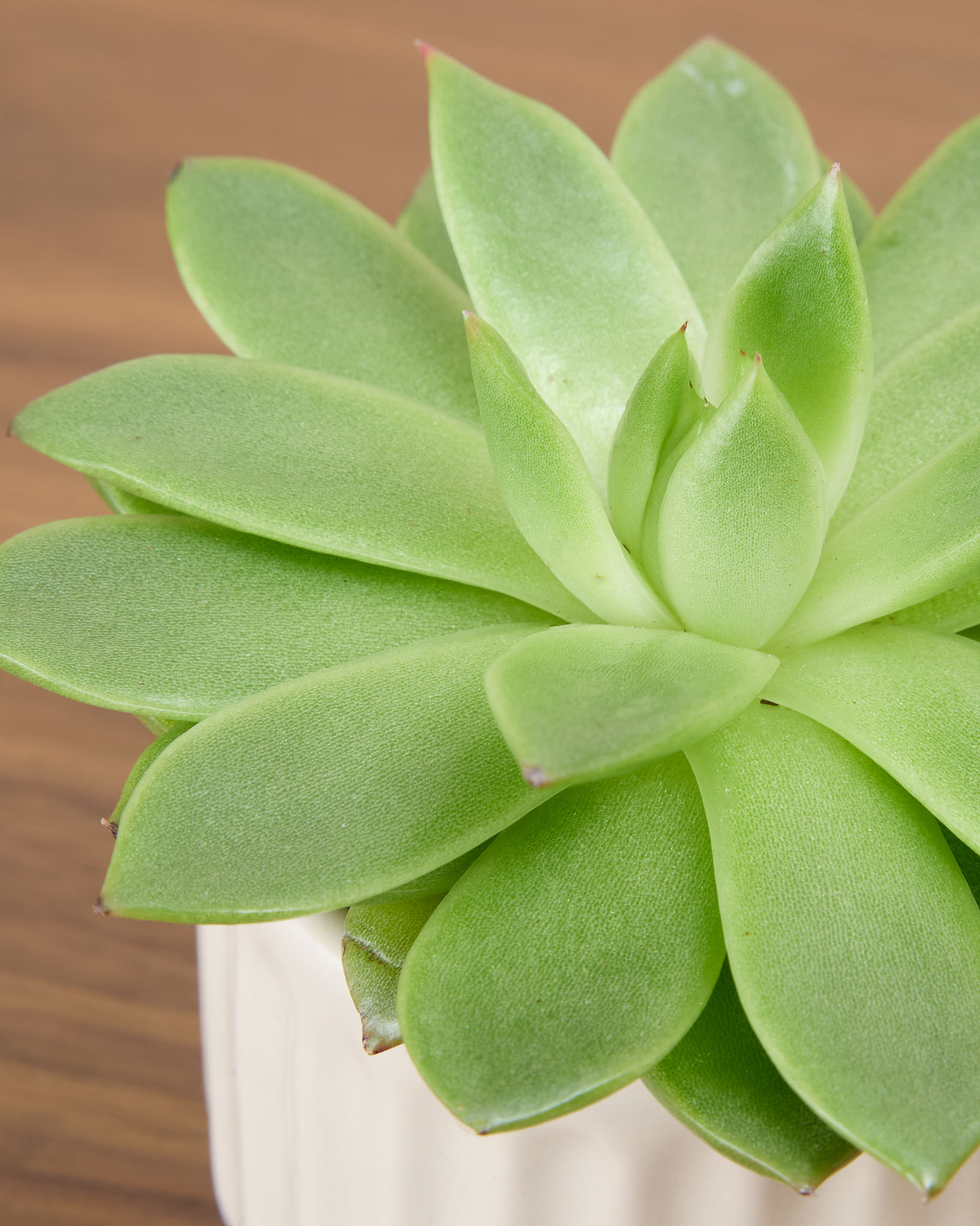 Exemple de succulente disponible