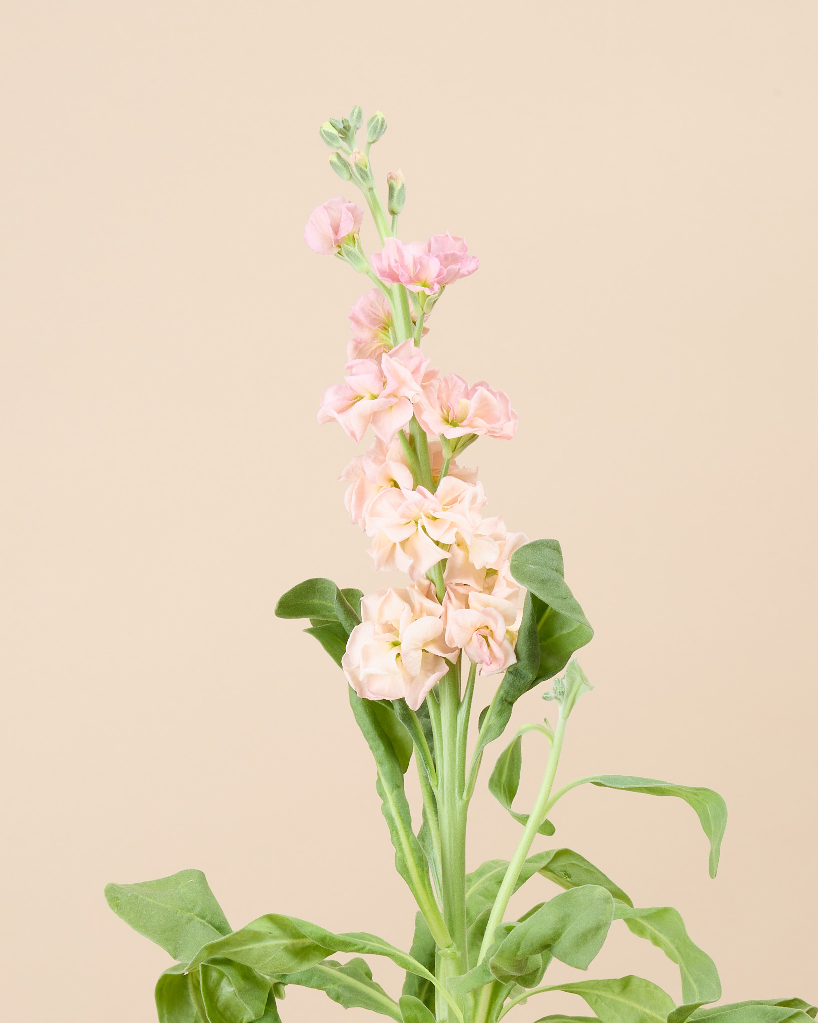 Matthiola