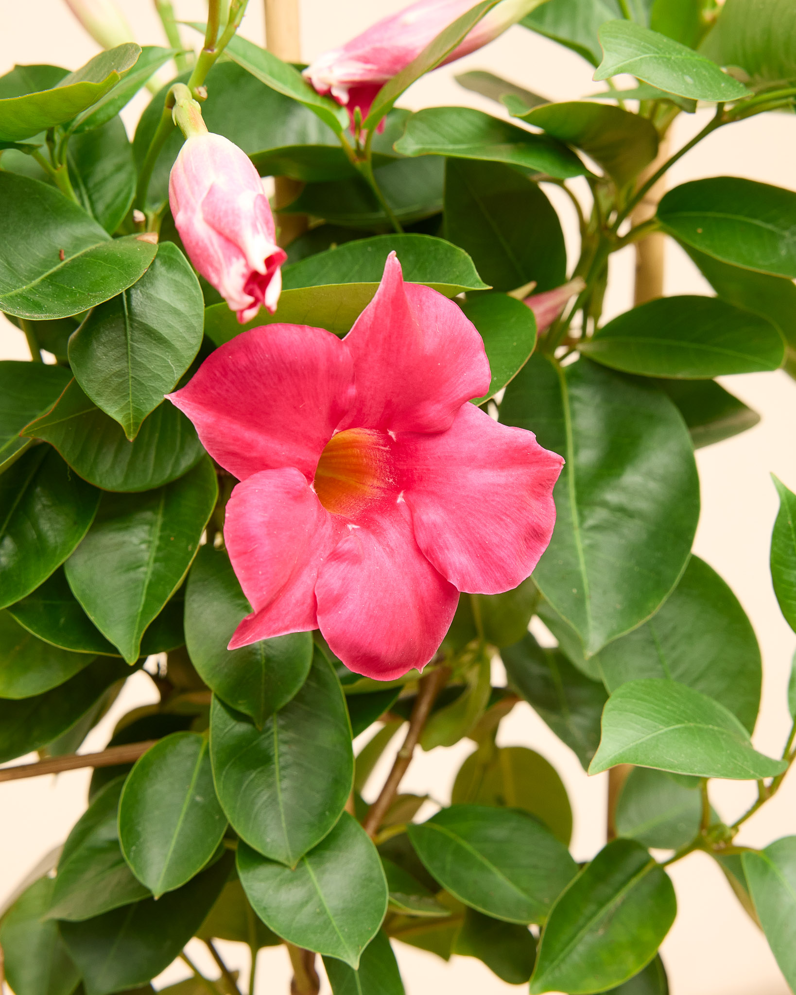Zoom sur Delphine - Dipladenia