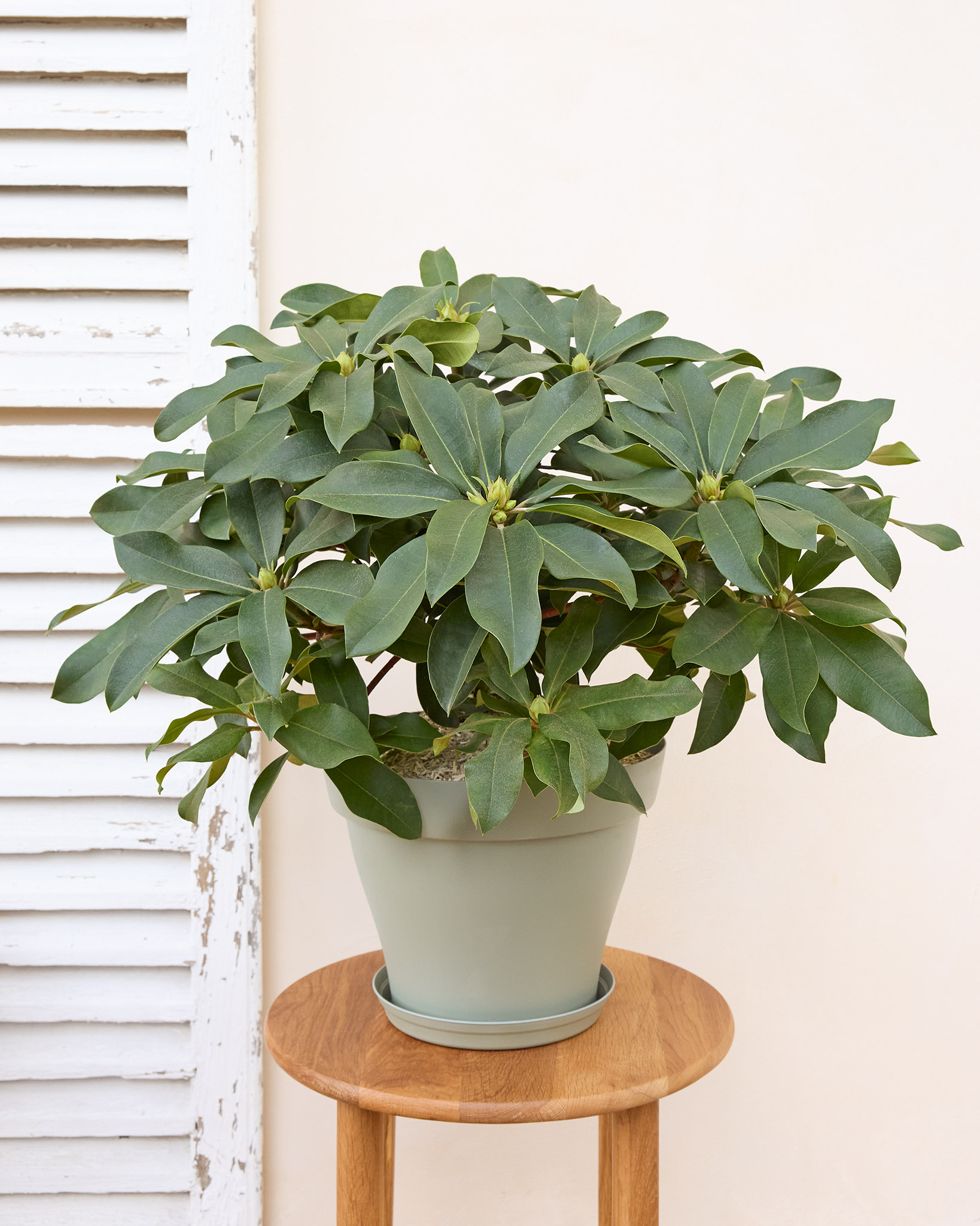 Rhododendron Suzon - La plante peut être livrée à différents stades de floraison