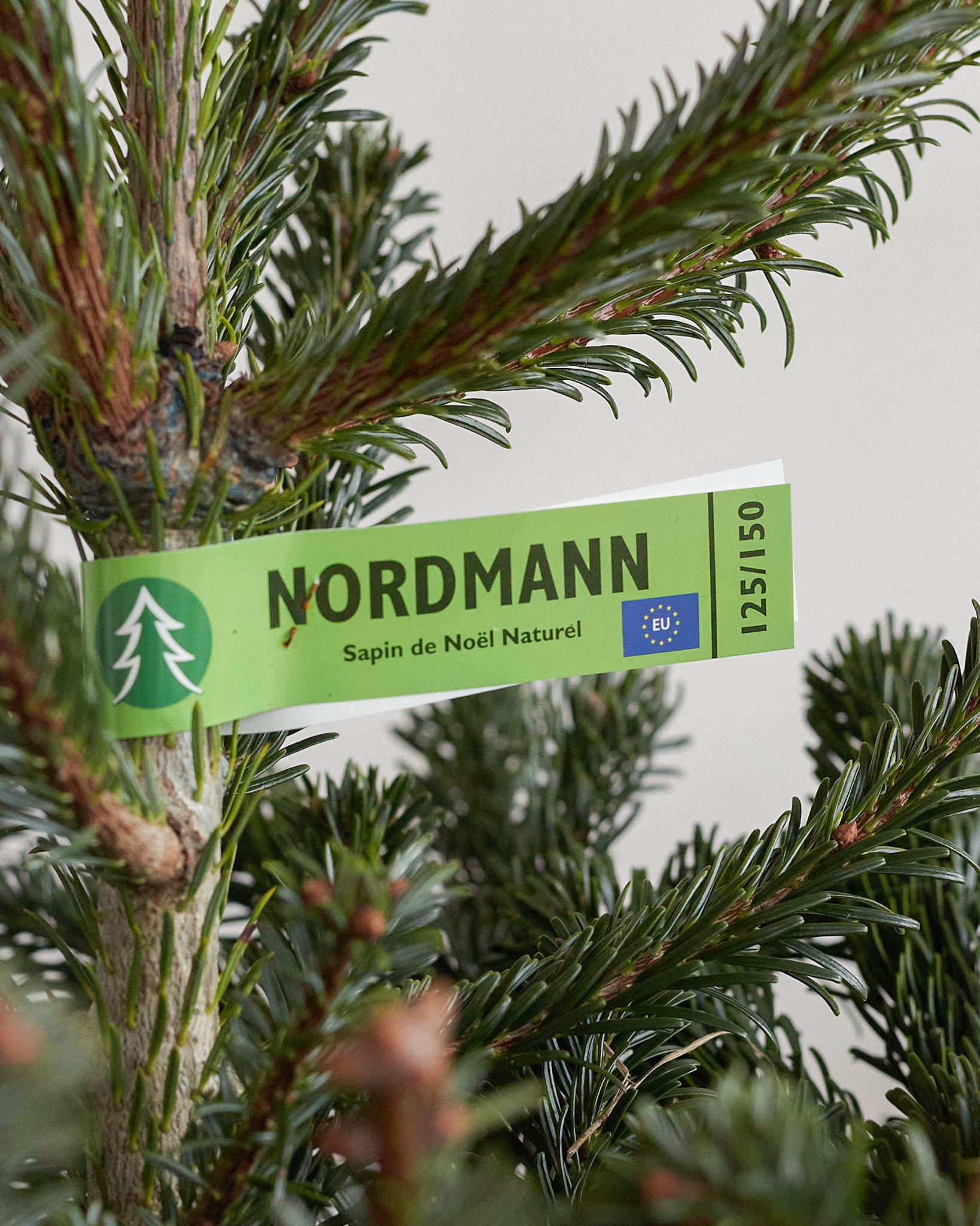 livraison-sapin-nordmann