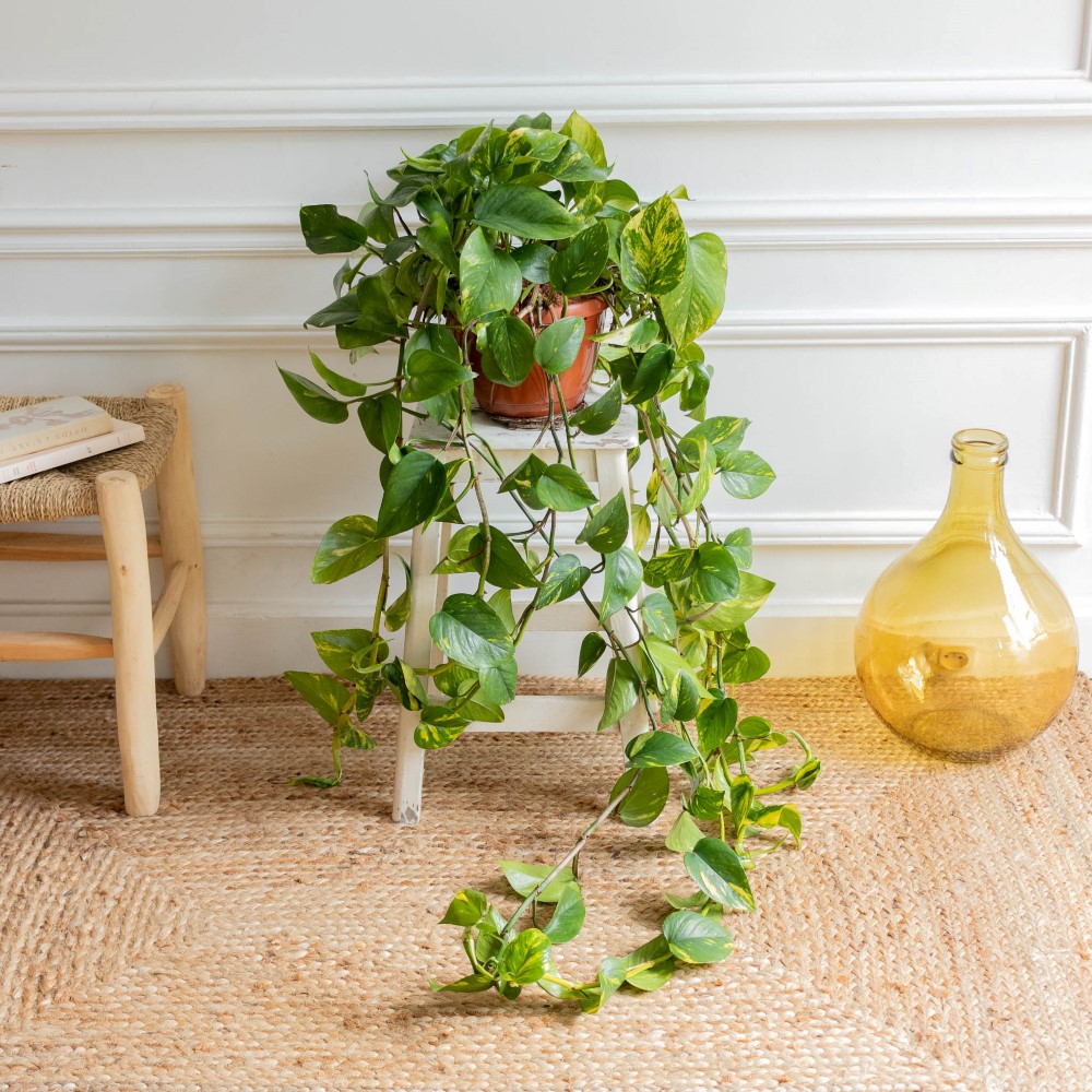 Pothos Pflanzen online kaufen Pflanzenversand Bergamotte