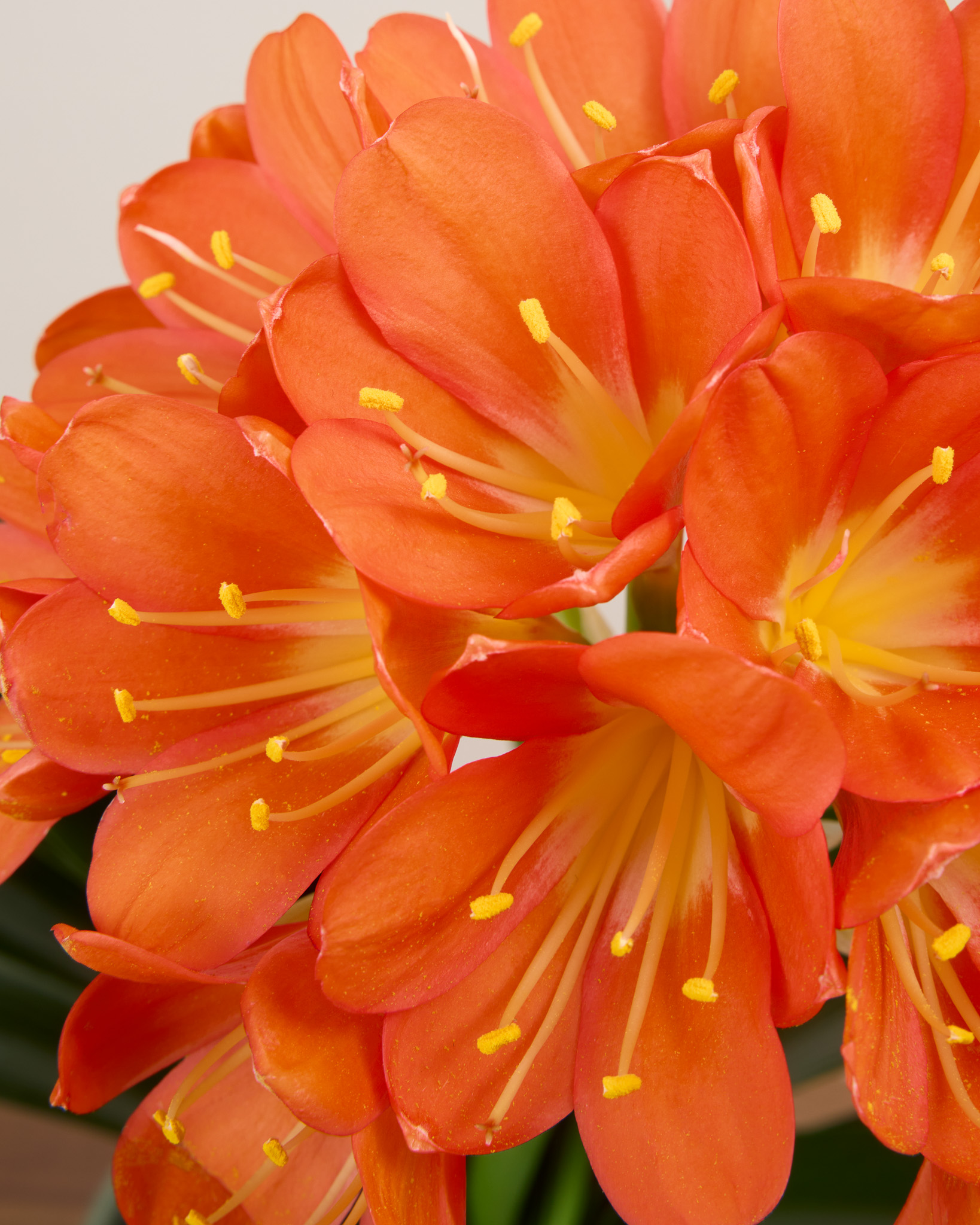 zoom sur les fleurs de clivia miniata