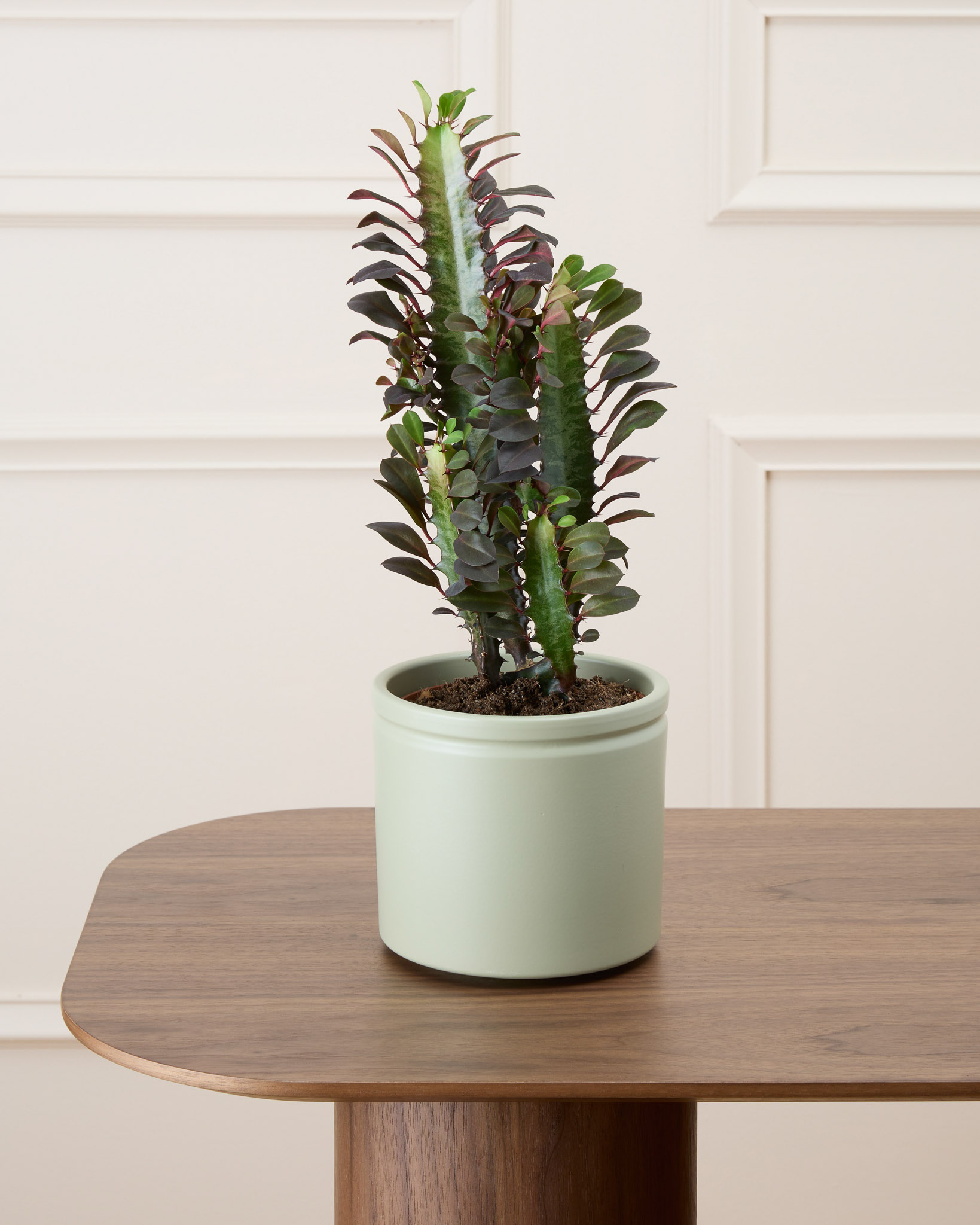 Gus et son cache-pot en céramique - Cactus rouge