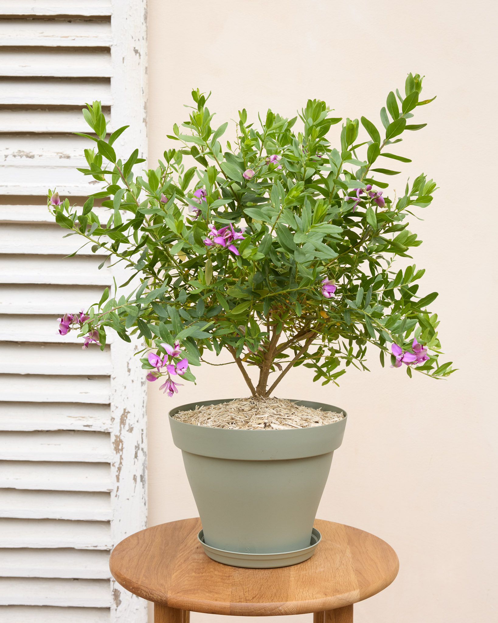 Paolina et son pot vert - Polygala